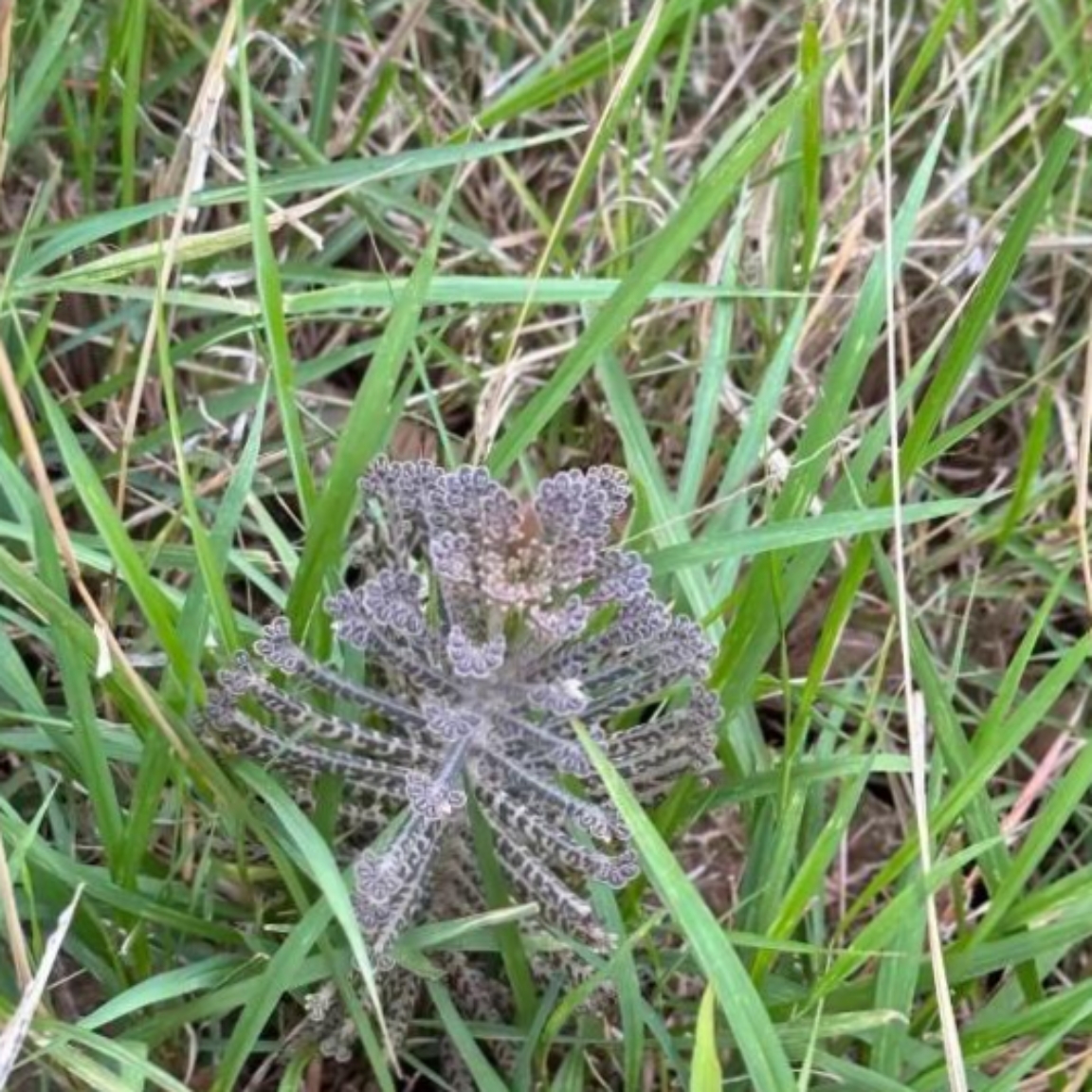 听说这种草被称作不死草呢,是真的不管怎么养都不会死吗?