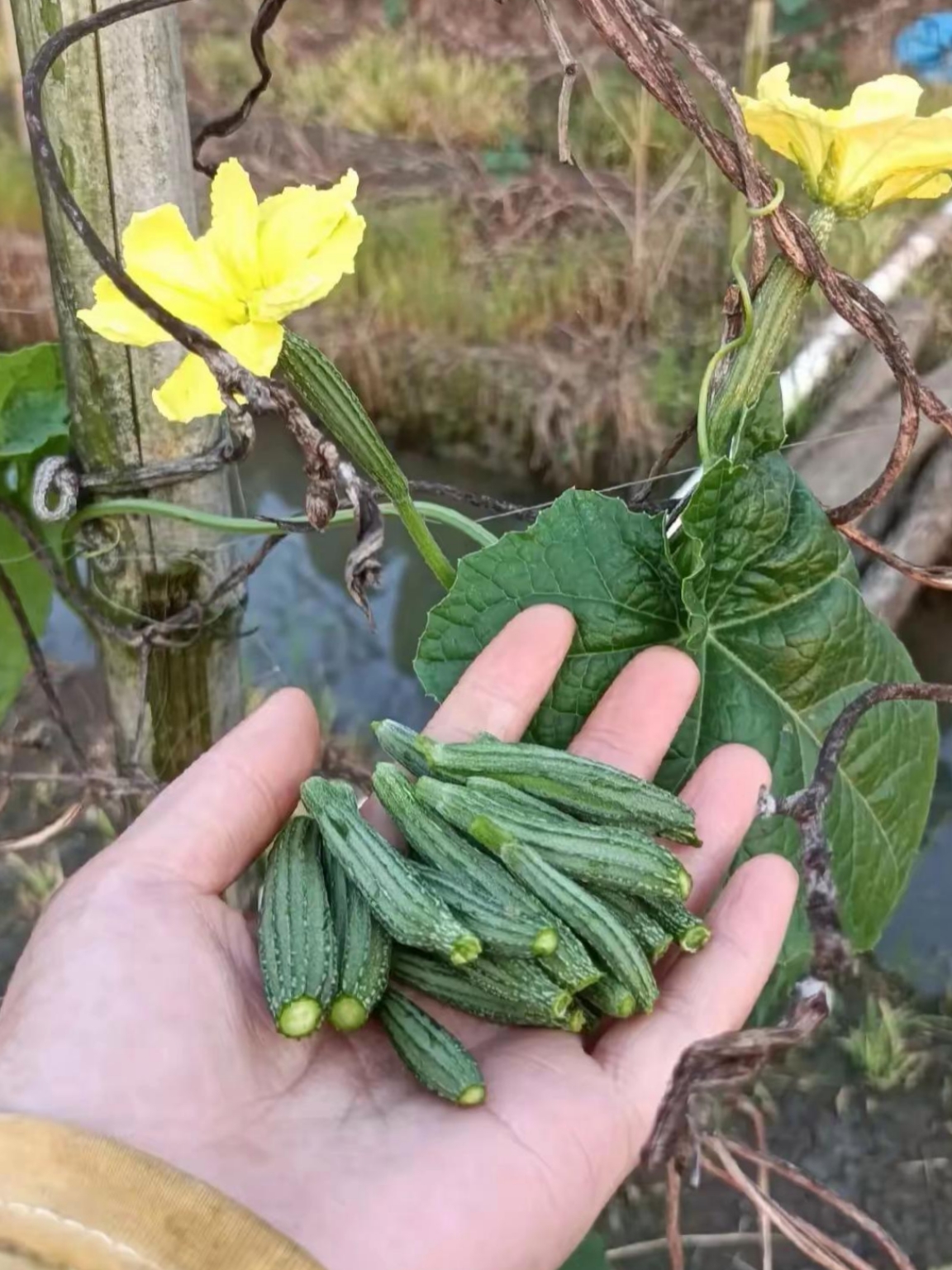 的菜地里摘了些小丝瓜