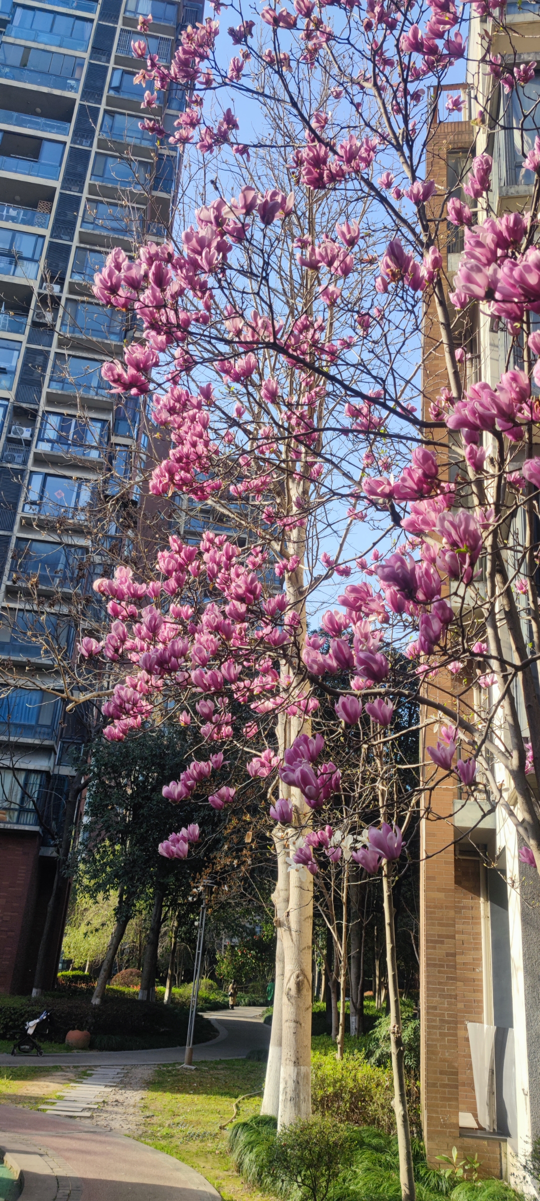 木兰花东城渐觉风光好图片