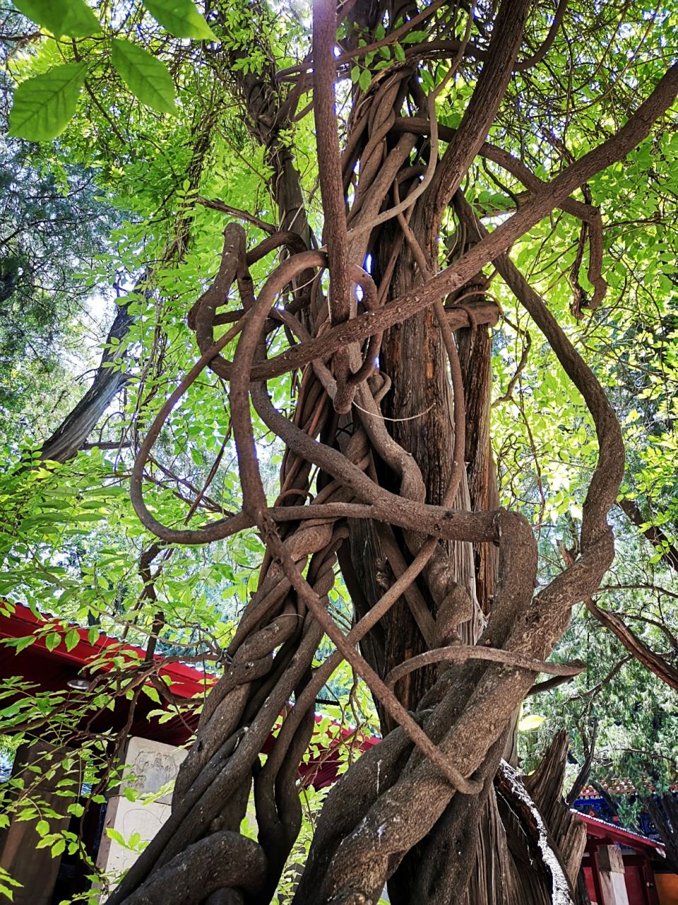 藤萝系甲,可秋可冬.