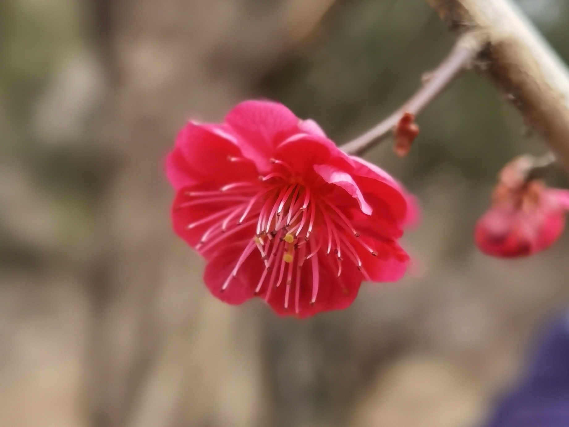 北京植物园梅花初绽