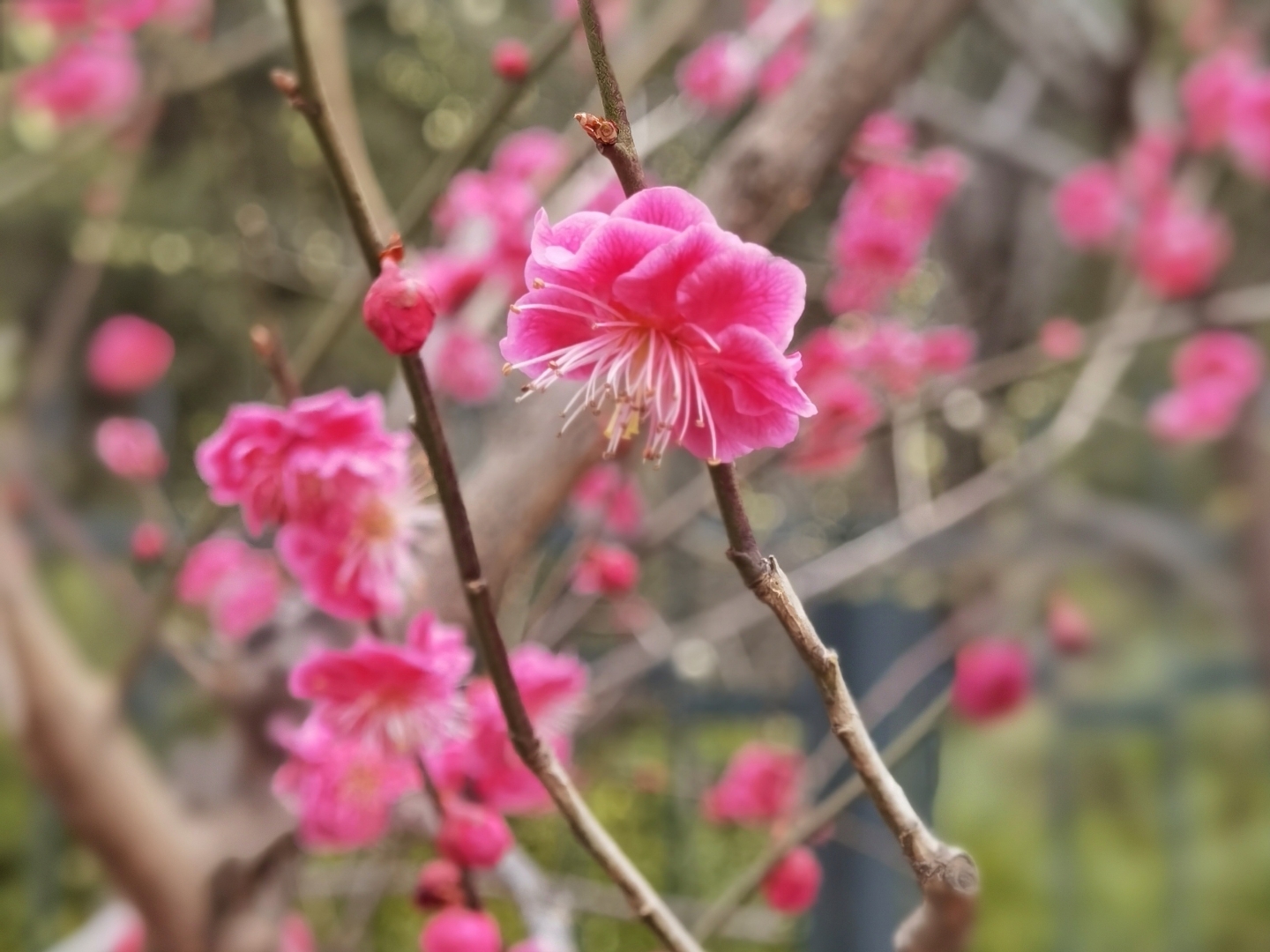 北京植物园梅花初绽