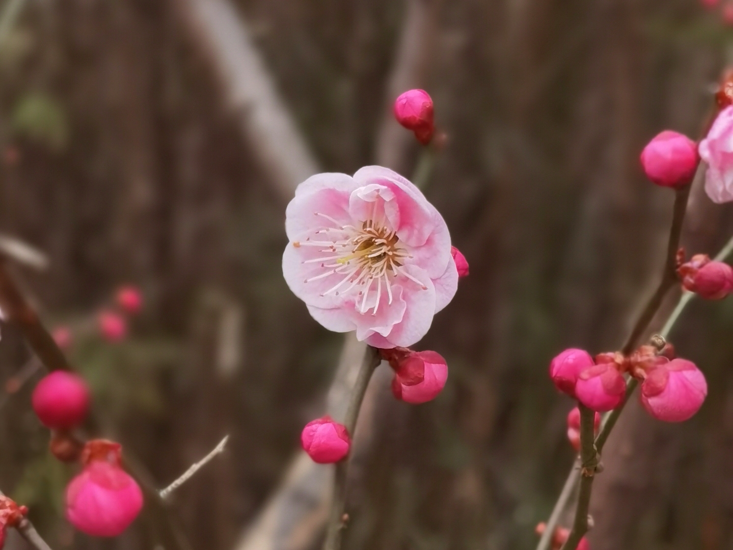 北京植物园梅花初绽