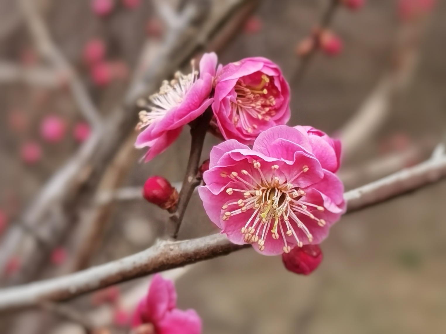 北京植物园梅花初绽