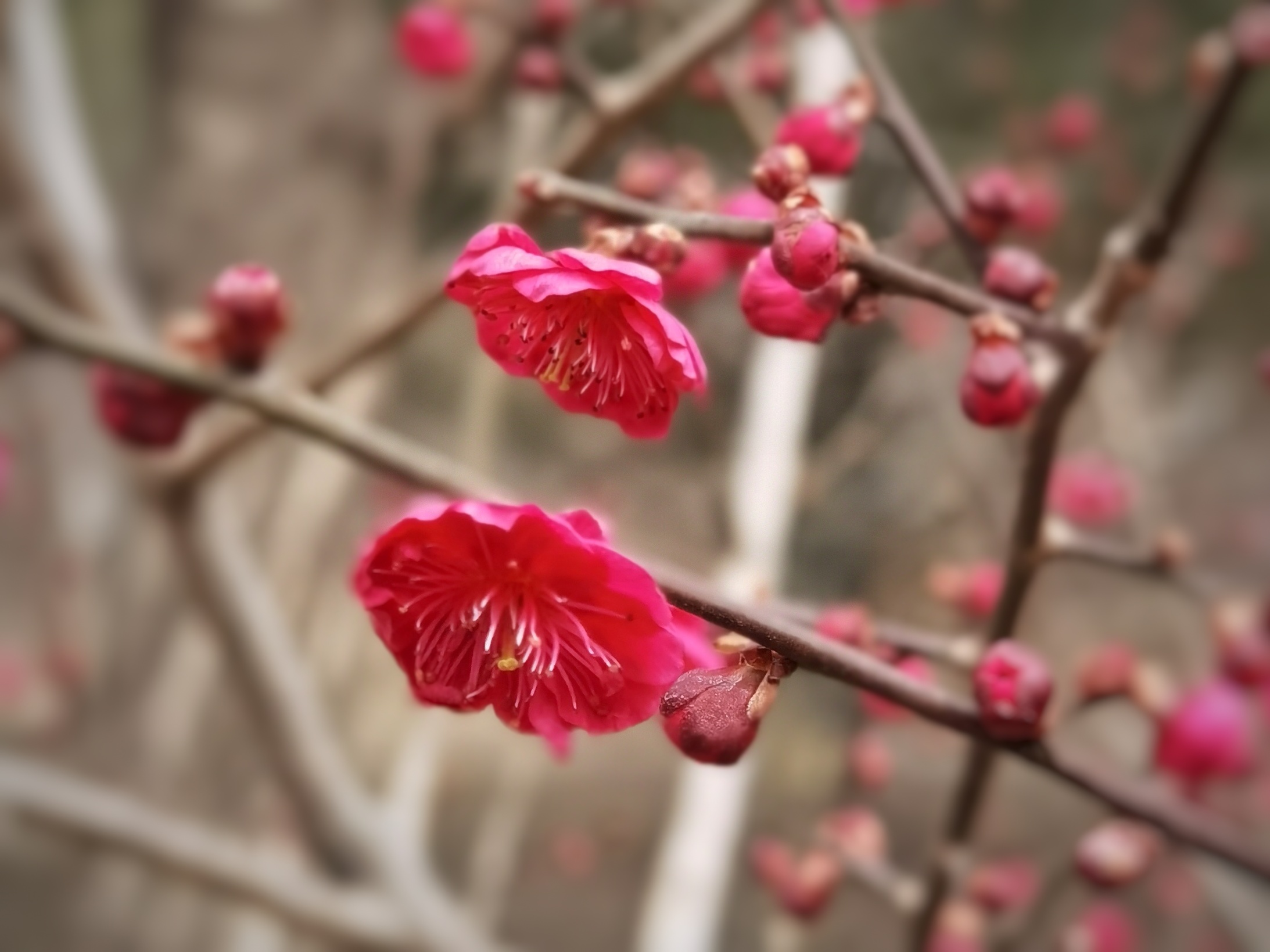 北京植物园梅花初绽