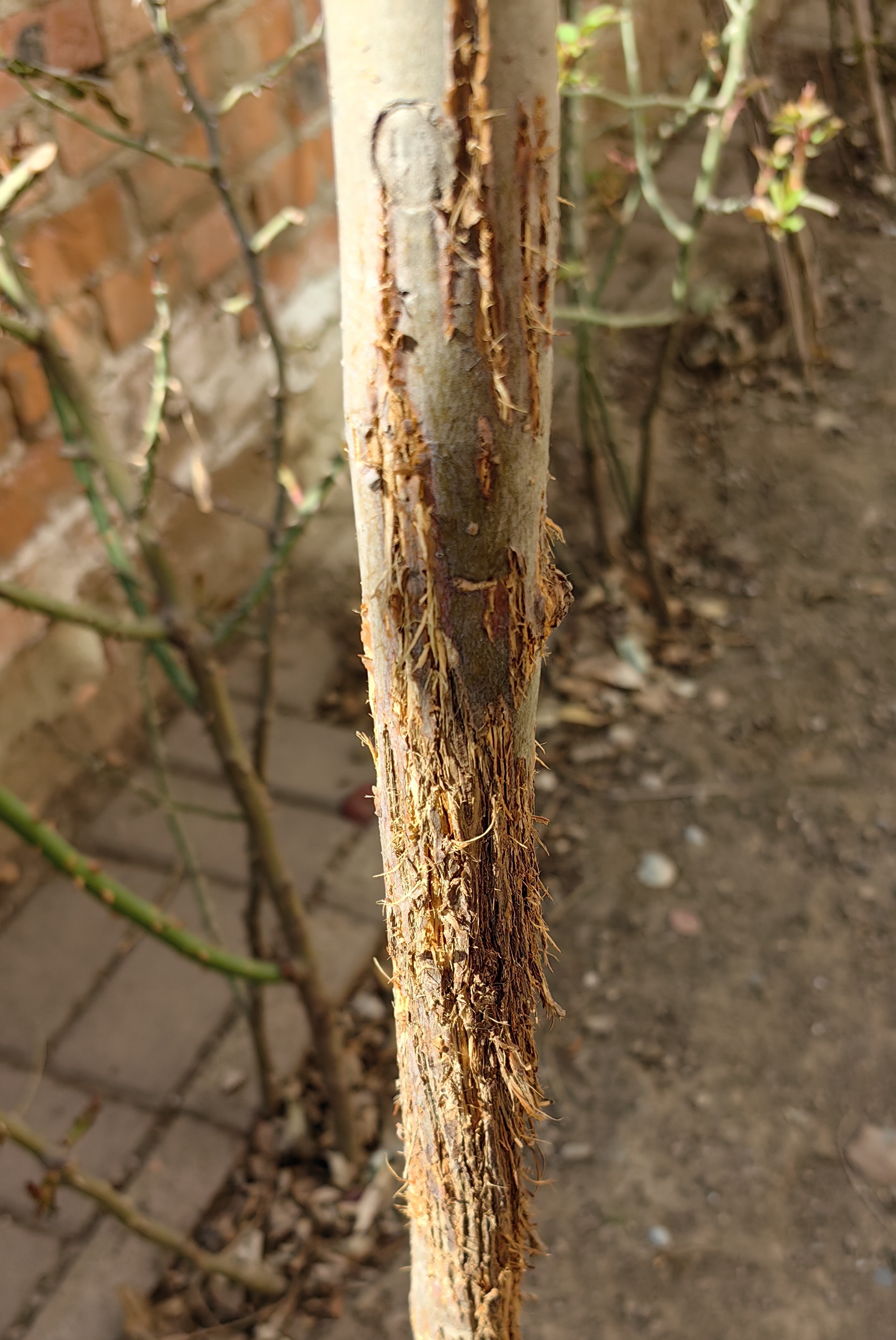 我的西府海棠五年了,开春了,看到树干上的树皮变成这样了,拉毛状,有