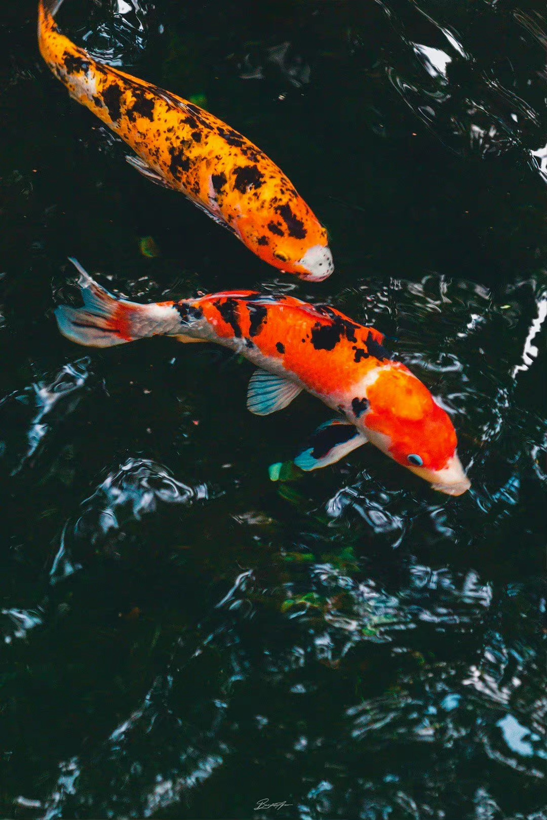 为什么是"鱼",而不是"锦鲤"?因为,我没想起来.