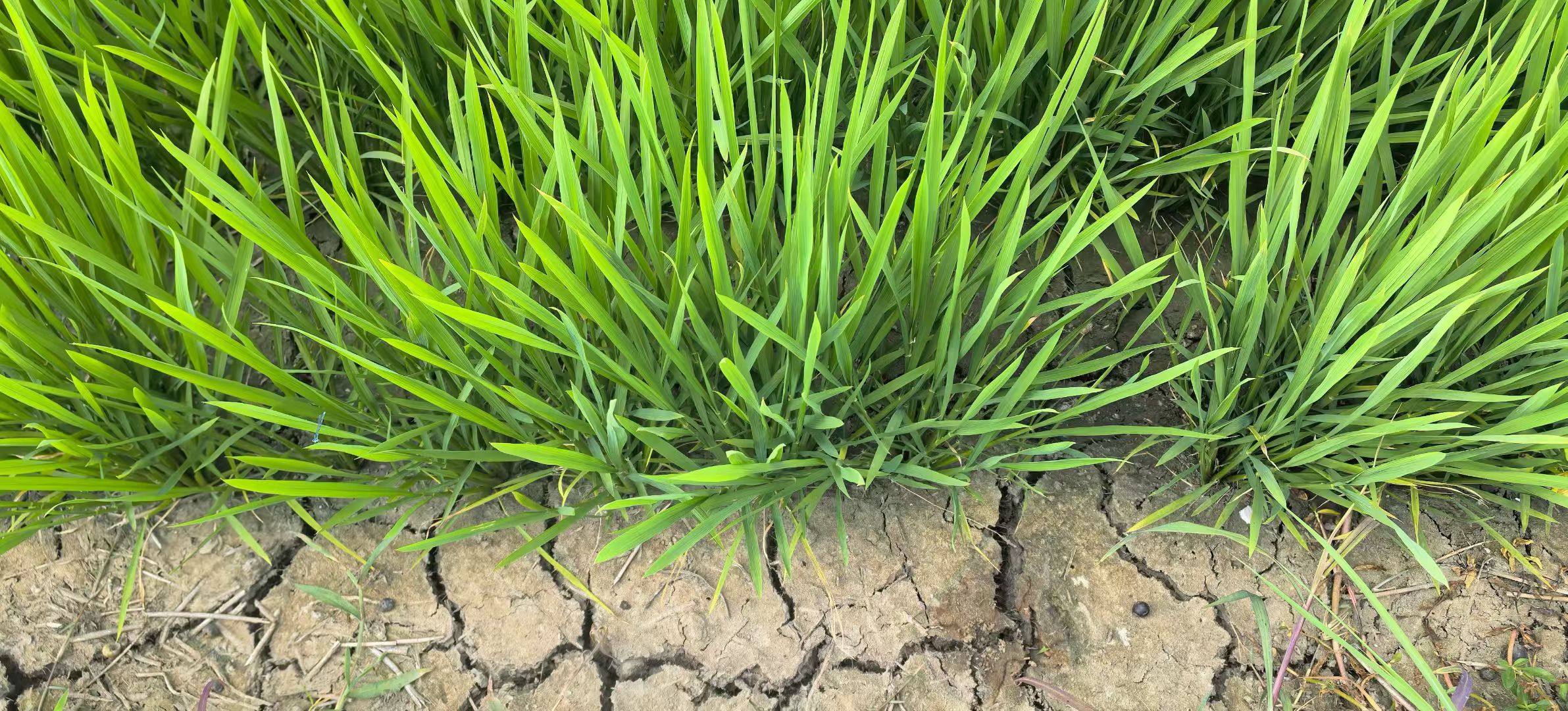 天风杂沓繁双鬓,人月孤零对一灯. 裘马青衫年少梦,斧柯白眼老来矜