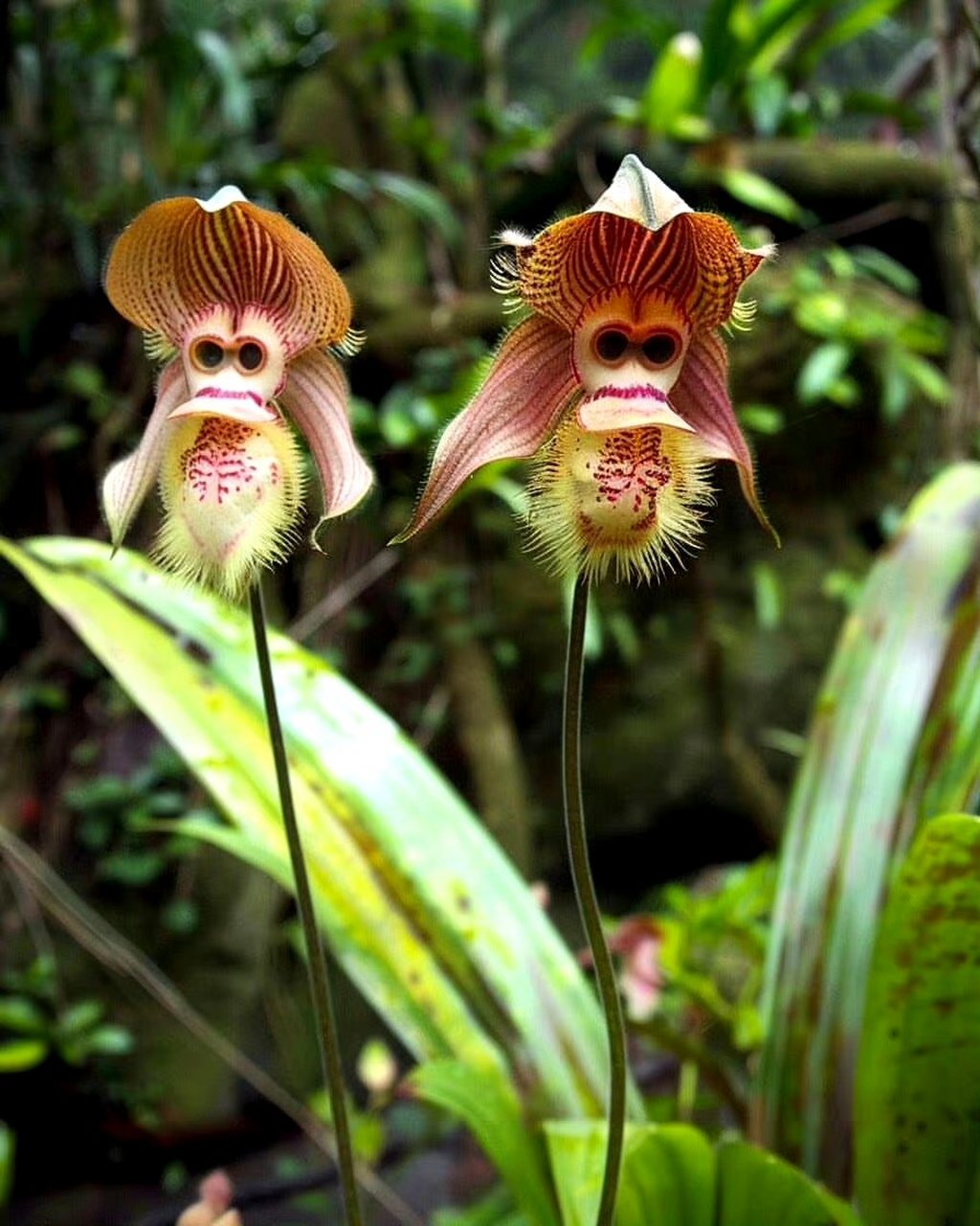 奇奇怪怪的兰花又出现了,听说这叫"猴面兰",它们像人类一样,长得有老