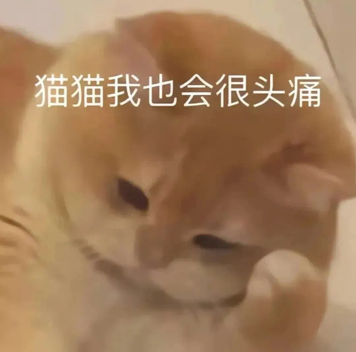 猫猫查房表情包图片