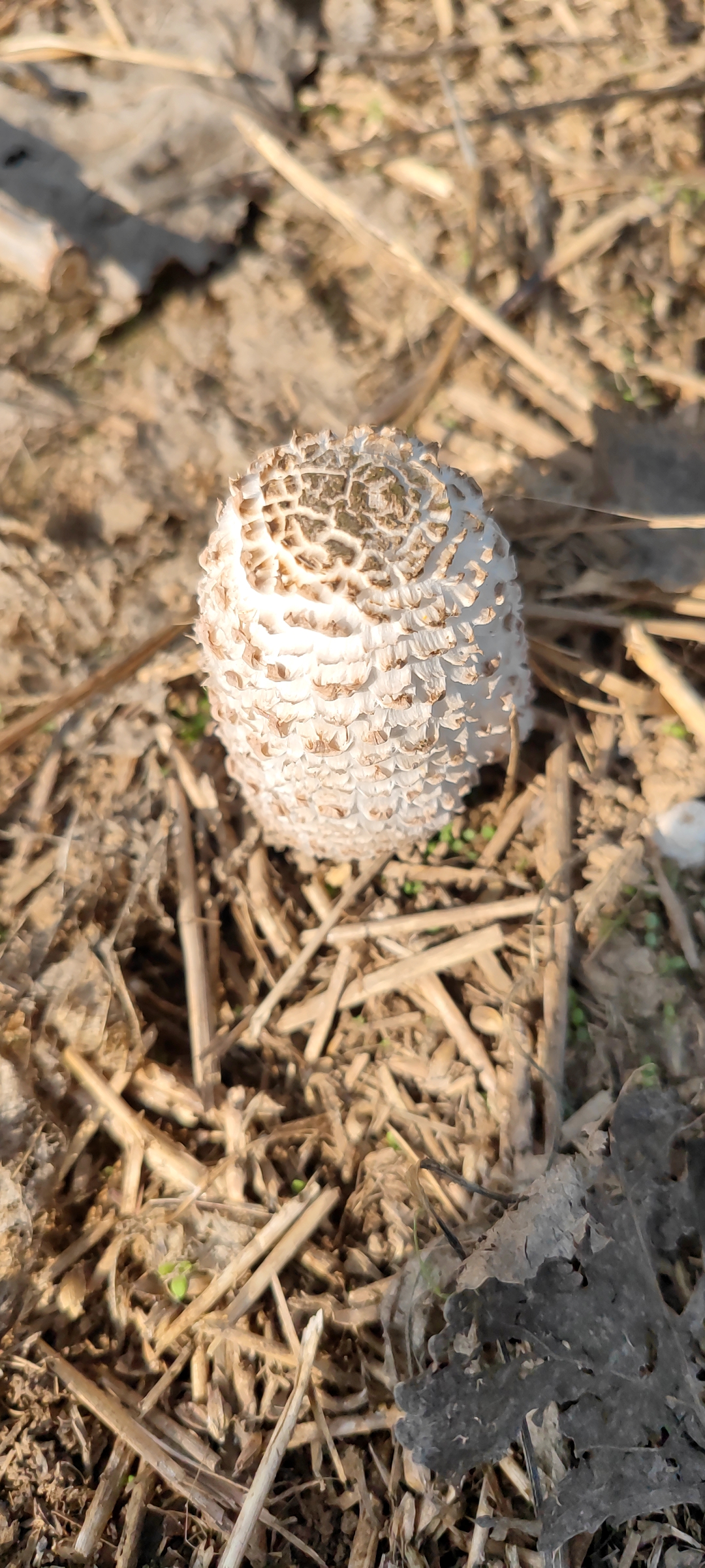 鸡腿菇,学名是毛头鬼伞,因其形如鸡腿,肉质似鸡丝而得名,并无鸡肉味
