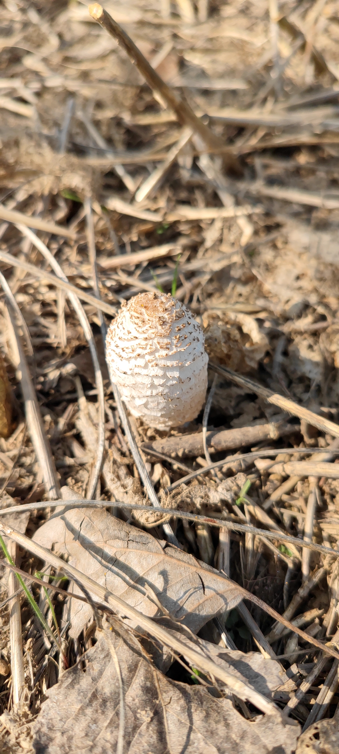 鸡腿菇,学名是毛头鬼伞,因其形如鸡腿,肉质似鸡丝而得名,并无鸡肉味