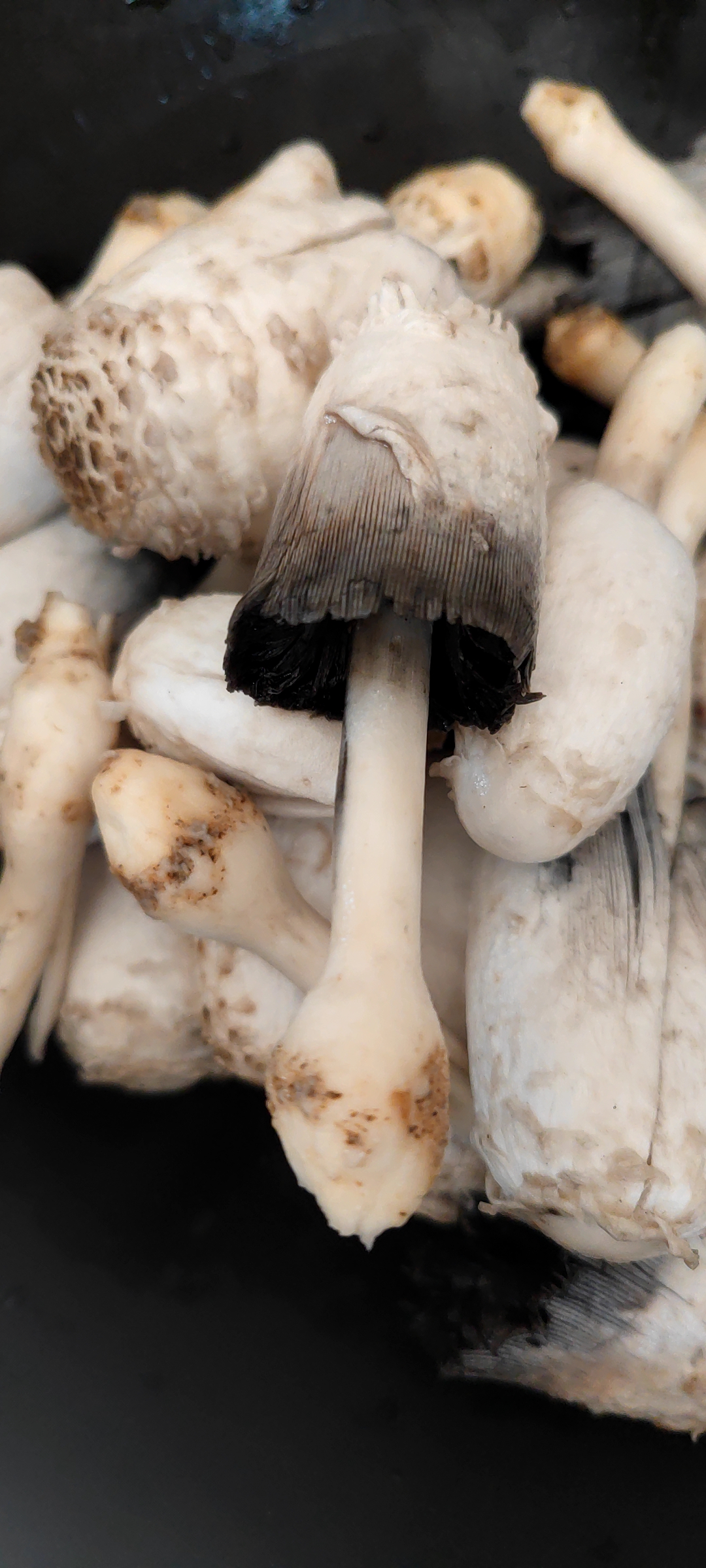 鸡腿菇,学名是毛头鬼伞,因其形如鸡腿,肉质似鸡丝而得名,并无鸡肉味