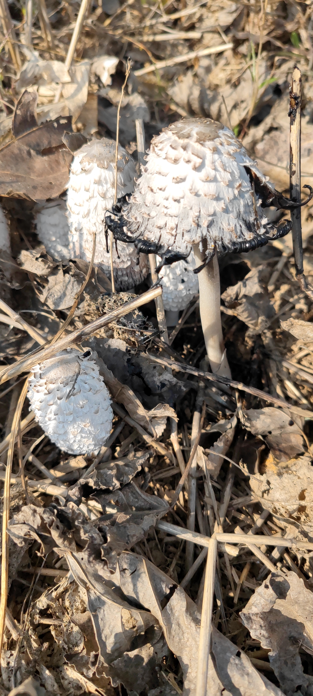 鸡腿菇,学名是毛头鬼伞,因其形如鸡腿,肉质似鸡丝而得名,并无鸡肉味