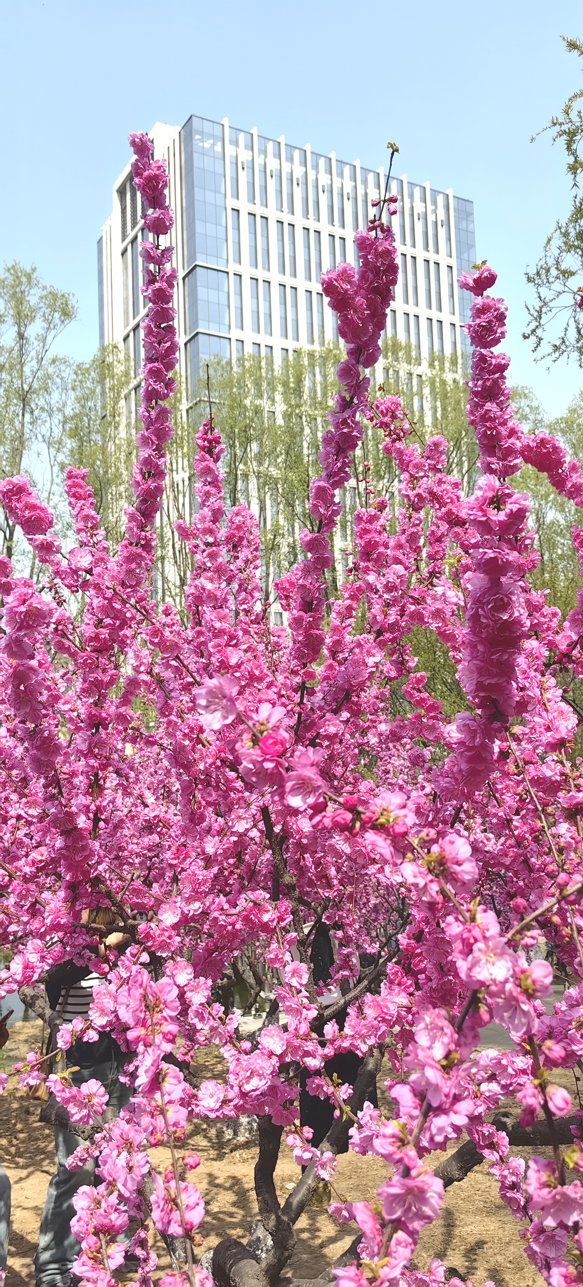 紫荆花香烟图片大全图片