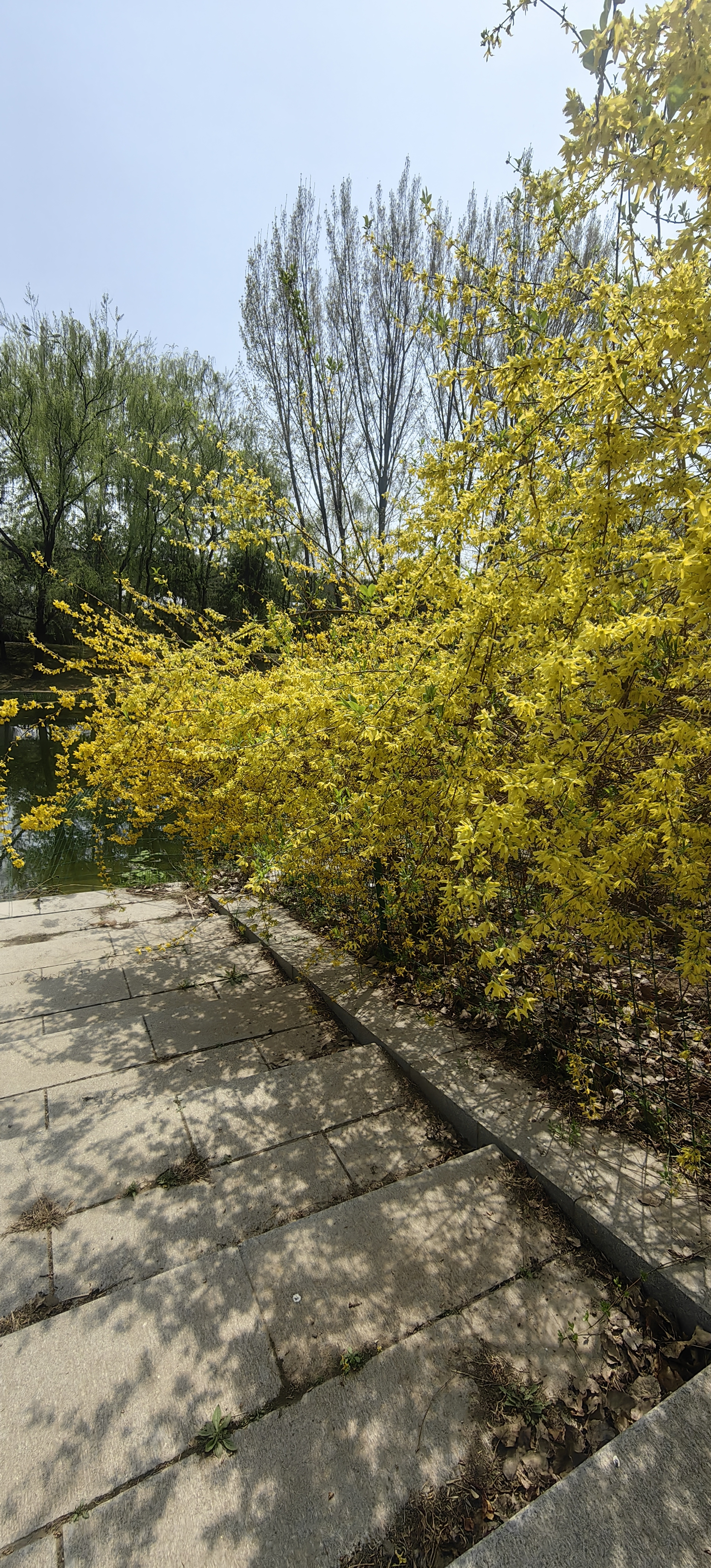 迎春花花苞样子图片