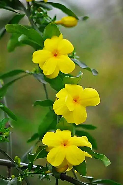 (迎春花)迎春花便在暖风的吹拂下,枝条上的串串喇叭似青绿色的小花苞