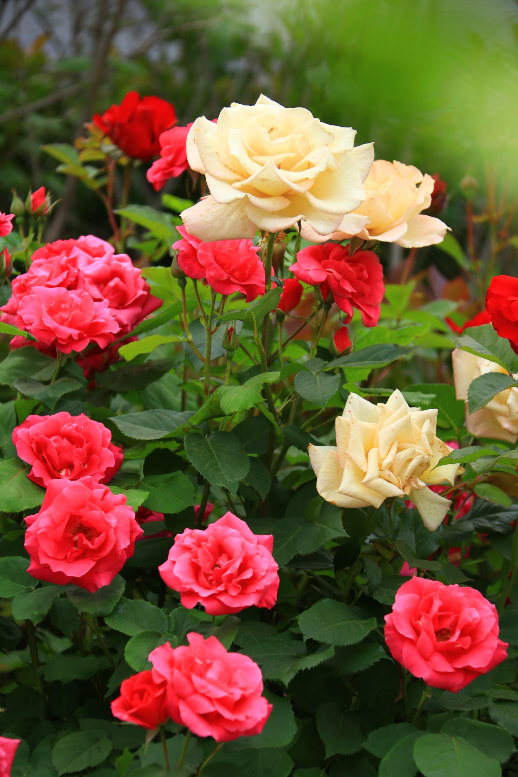 《月季花》在北京的环路,公园,街区,让我惊喜地发现,在灿烂的阳光下的