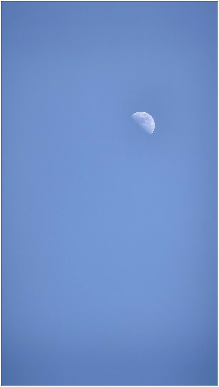 这是昨天下午三点半的月亮,半遮半掩般的挂在蓝蓝的天穹,点缀于裸枝