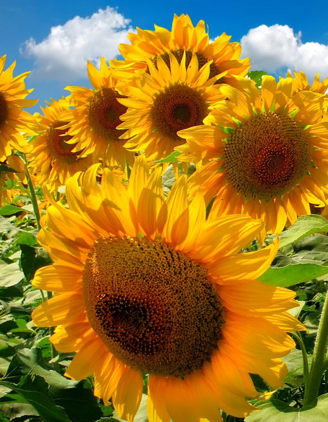 蝉噪不绝说夏苦,朵朵葵花向日倾.