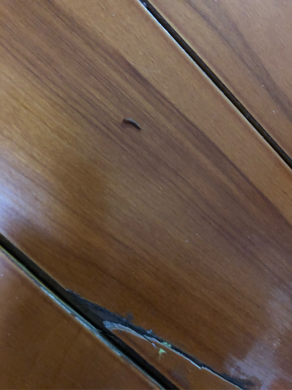 实木地板缝里藏了此种虫子,这是什么虫啊,对人有害吗?怎样消灭它?