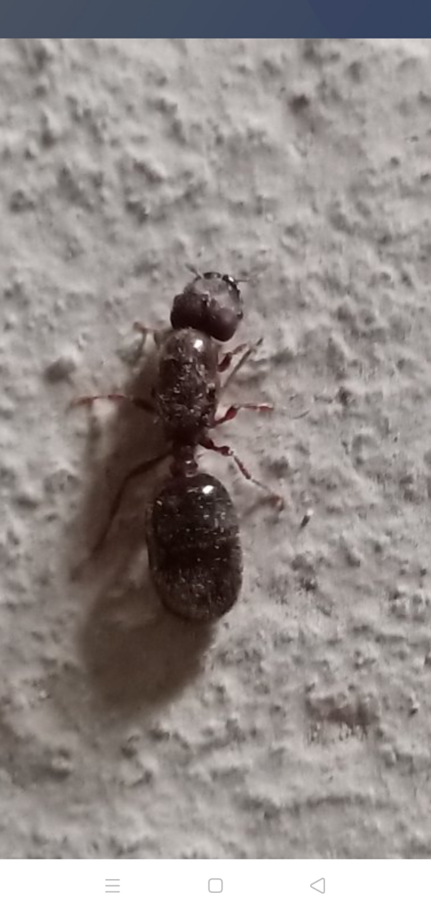 是蚁王还是蚁后?咬人有毒吗