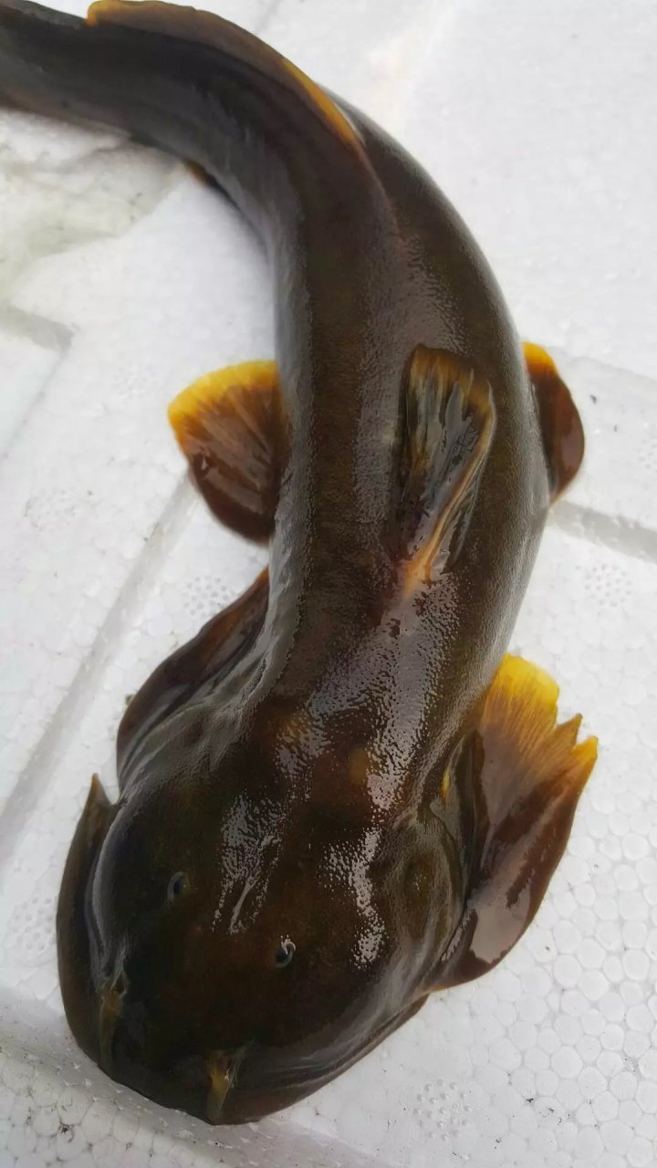 石巴子,贵族的象征