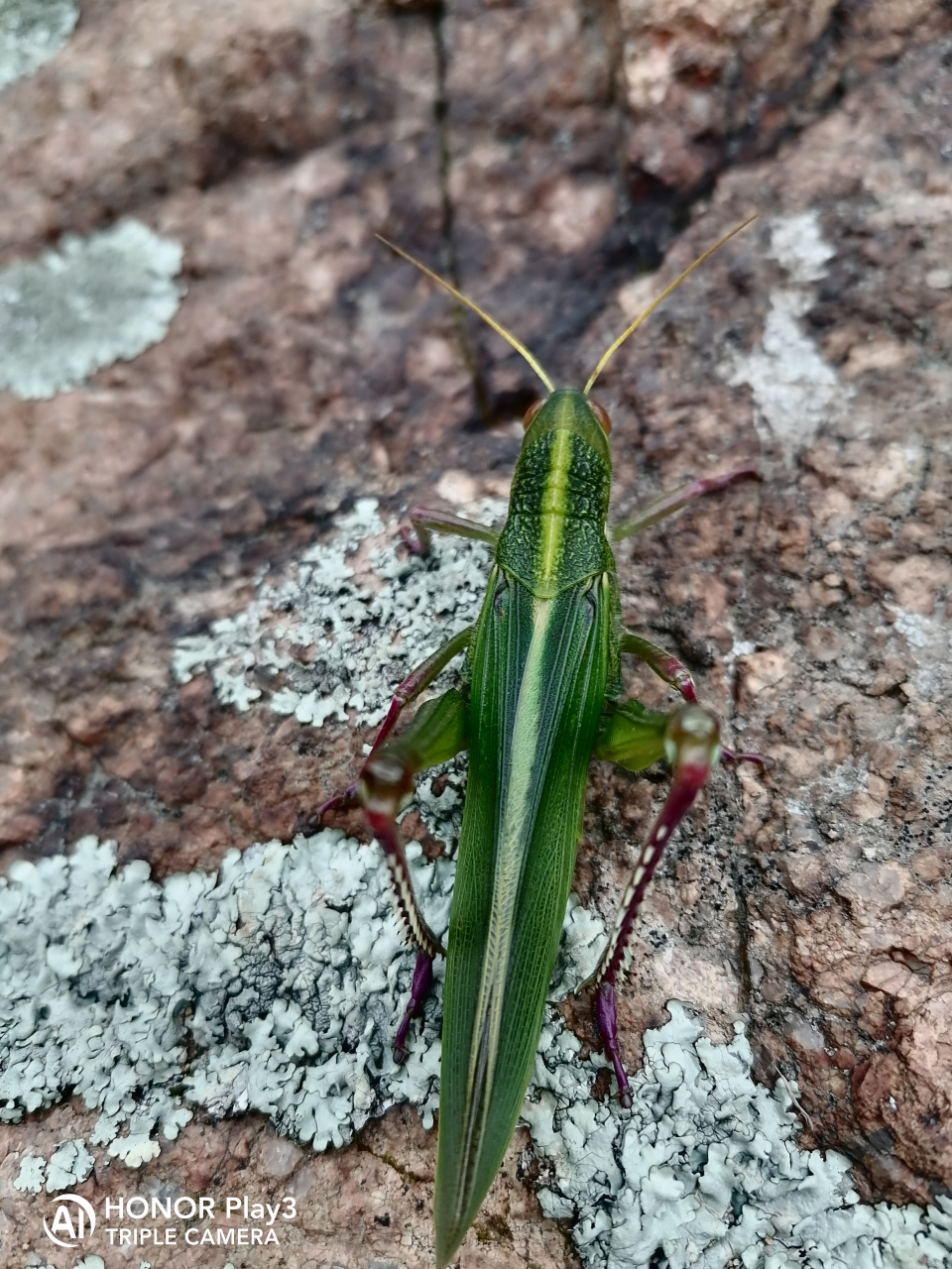 这种蚂蚱今年山上特别多,个头大,颜色好看,不知有没有毒?能炸着吃?