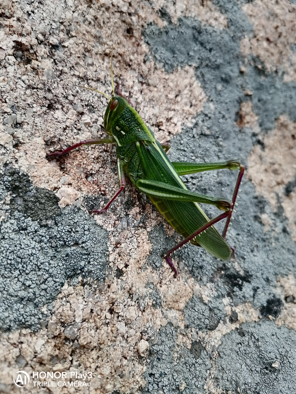 这种蚂蚱今年山上特别多,个头大,颜色好看,不知有没有毒?能炸着吃?