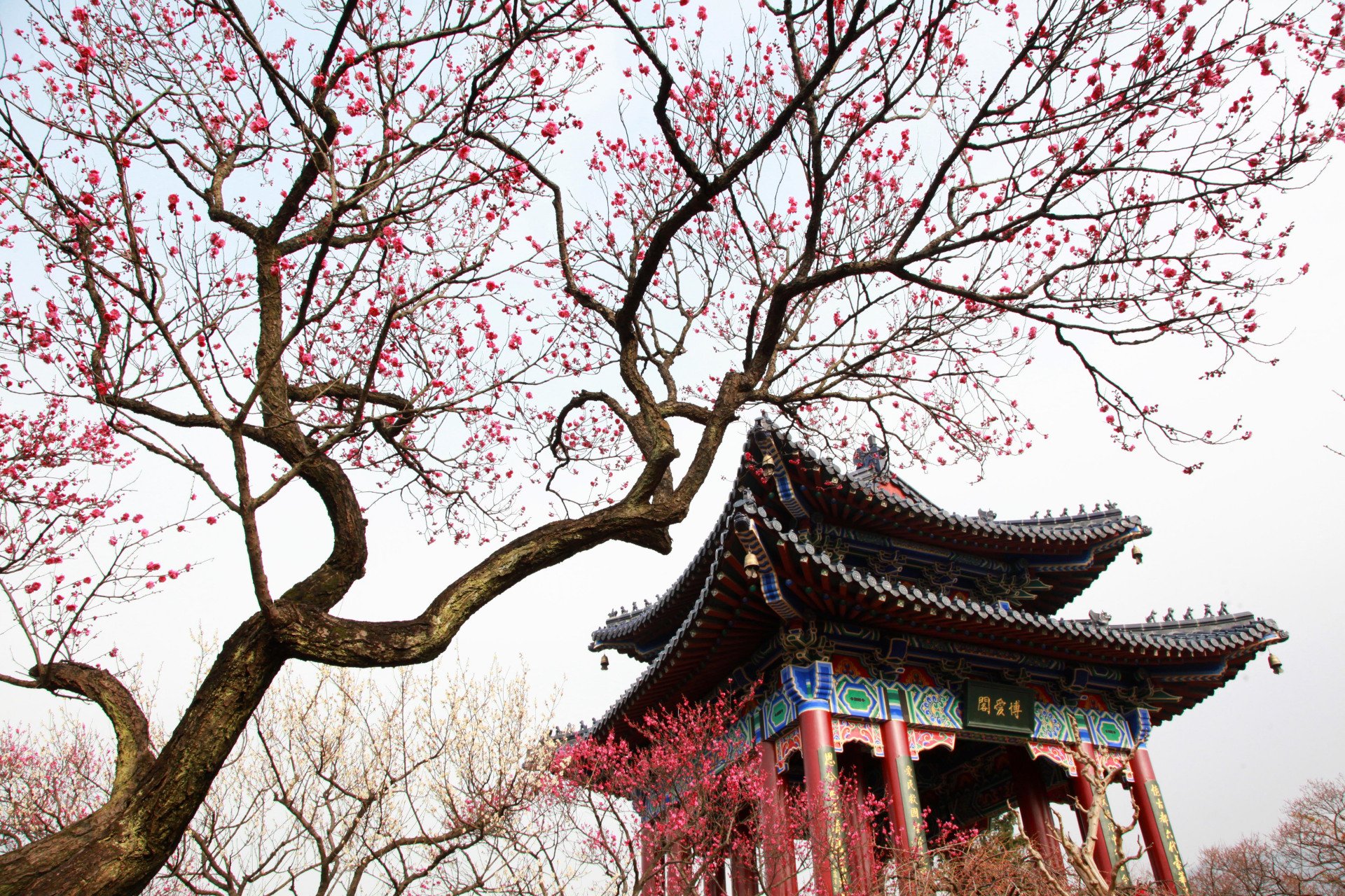 南京梅花山#旅行# #中国美景大赏# #我的旅行日记