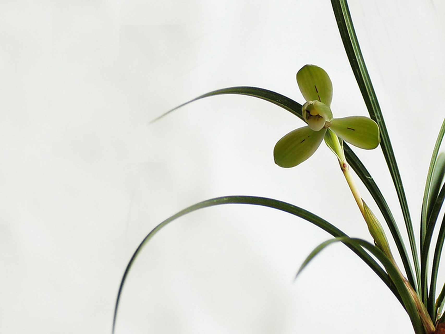 寄君青兰花,惠好庶不绝#兰花# #花# #治愈