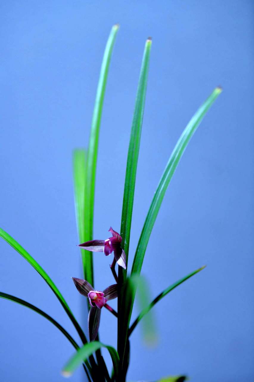 寄君青兰花,惠好庶不绝#兰花# #花# #治愈