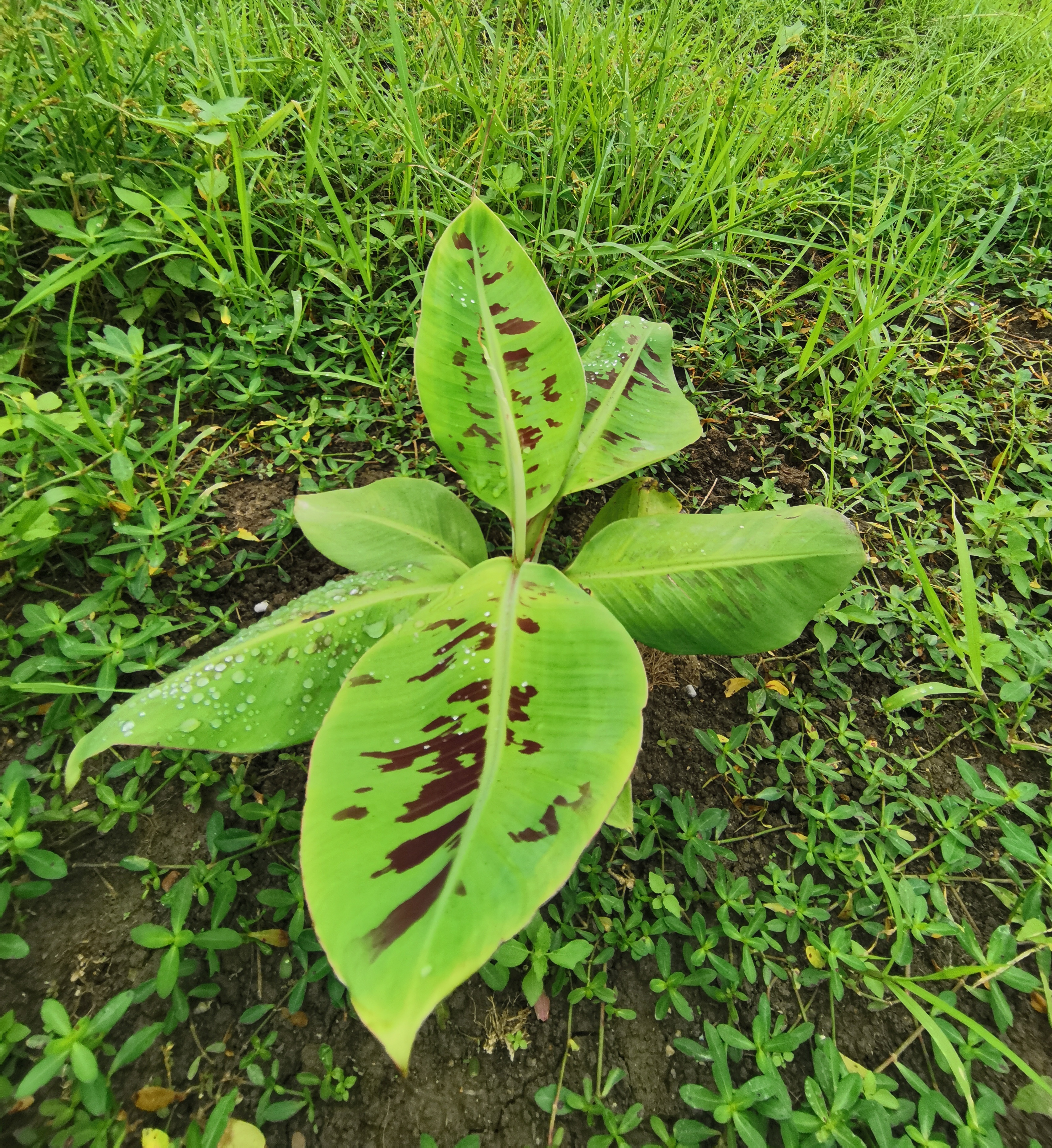 只有一片叶子的植物图片