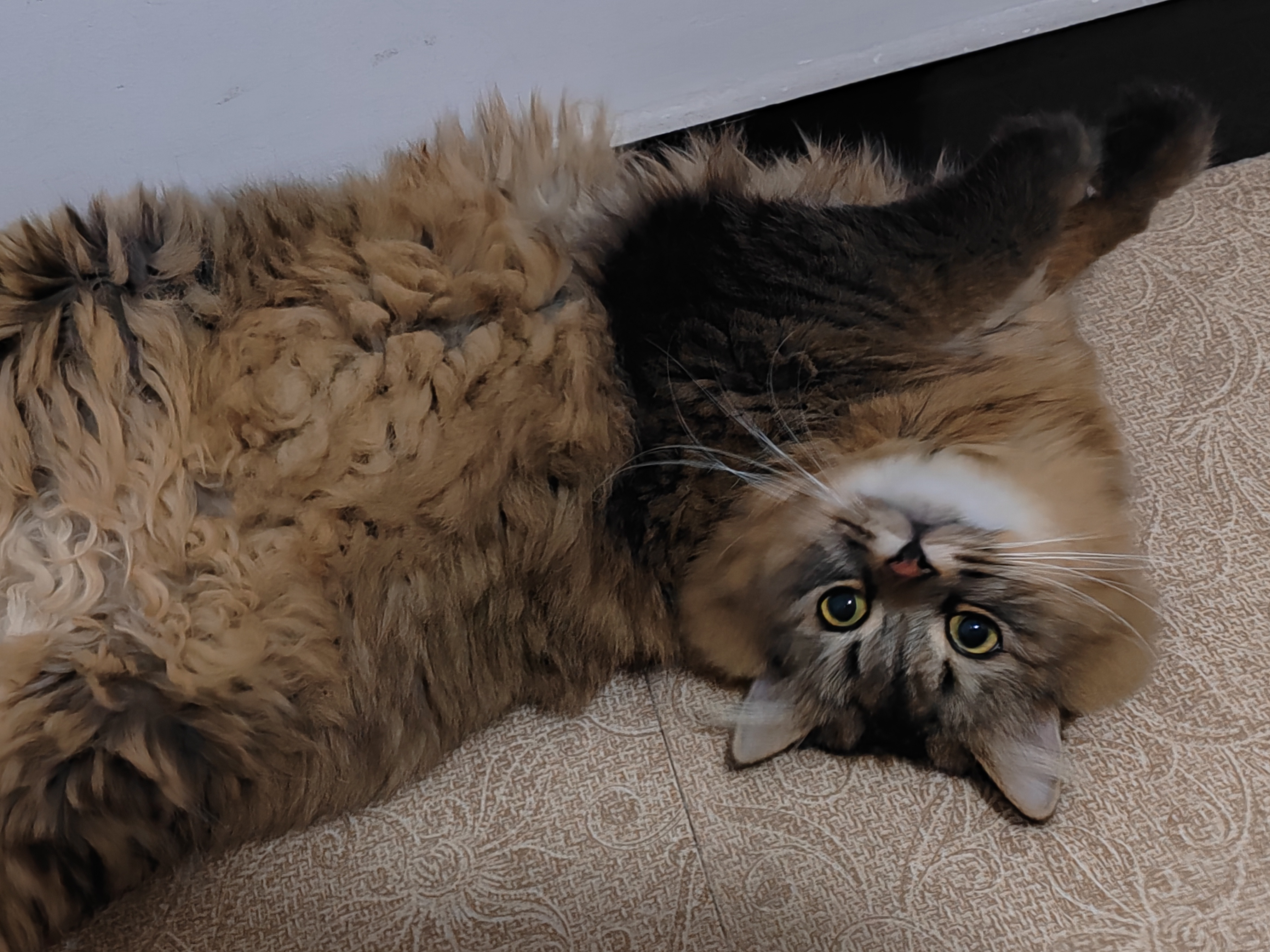 超度猫-超度还是超渡