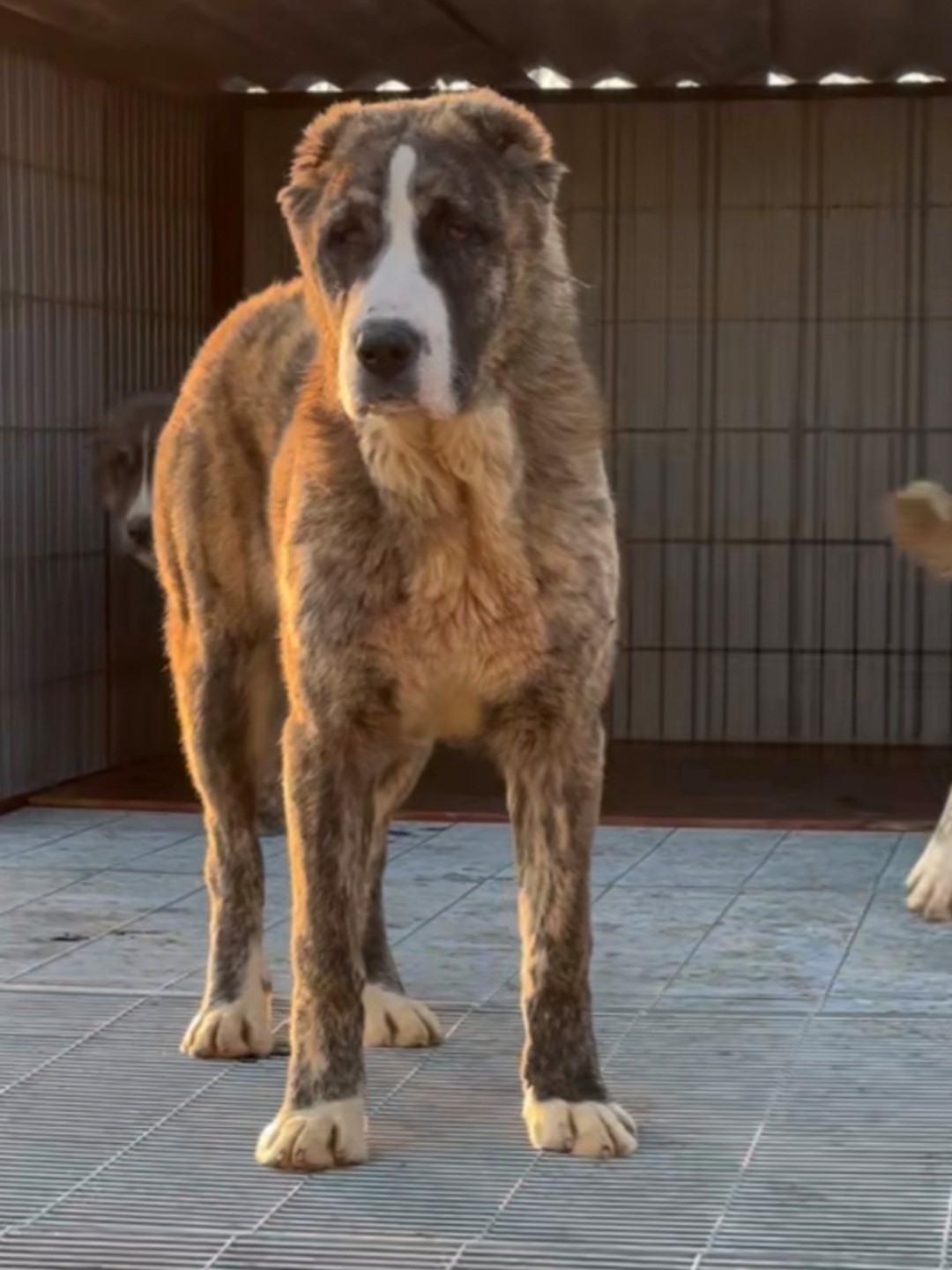 棕色的犬只看起来更加友好,温和,是相对来说比较温和的颜色,更加容易
