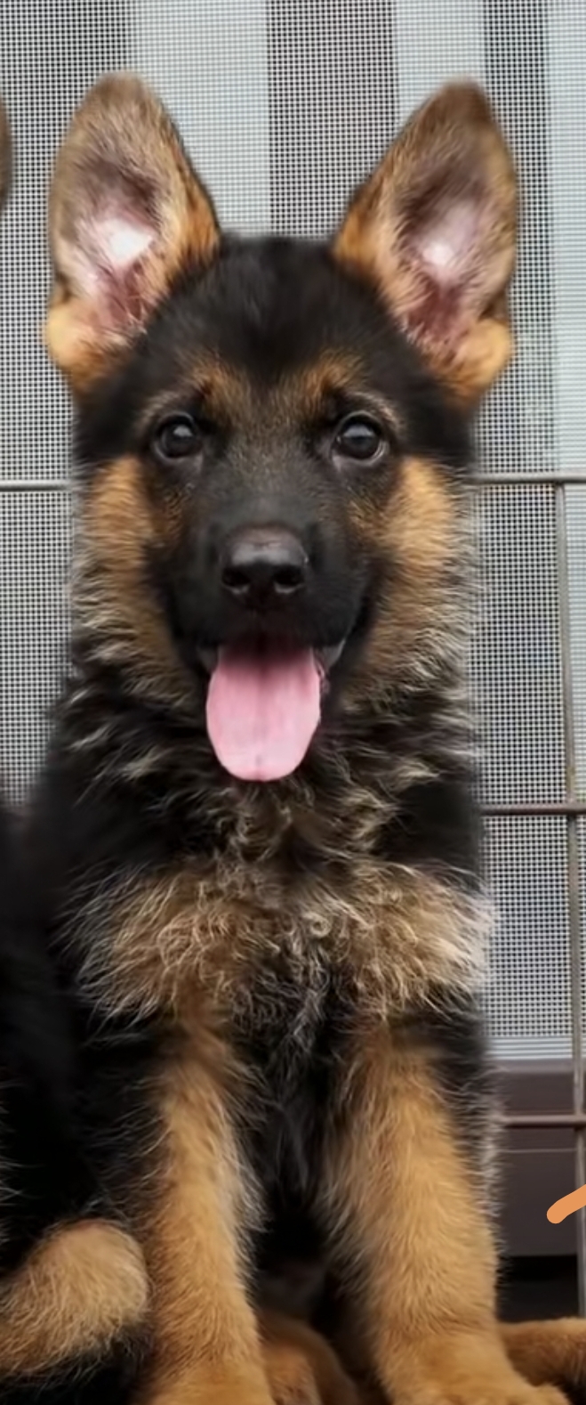 德国牧羊犬:别名德国黑背,德国狼犬,德国狼狗,是军,警用犬的一种,原