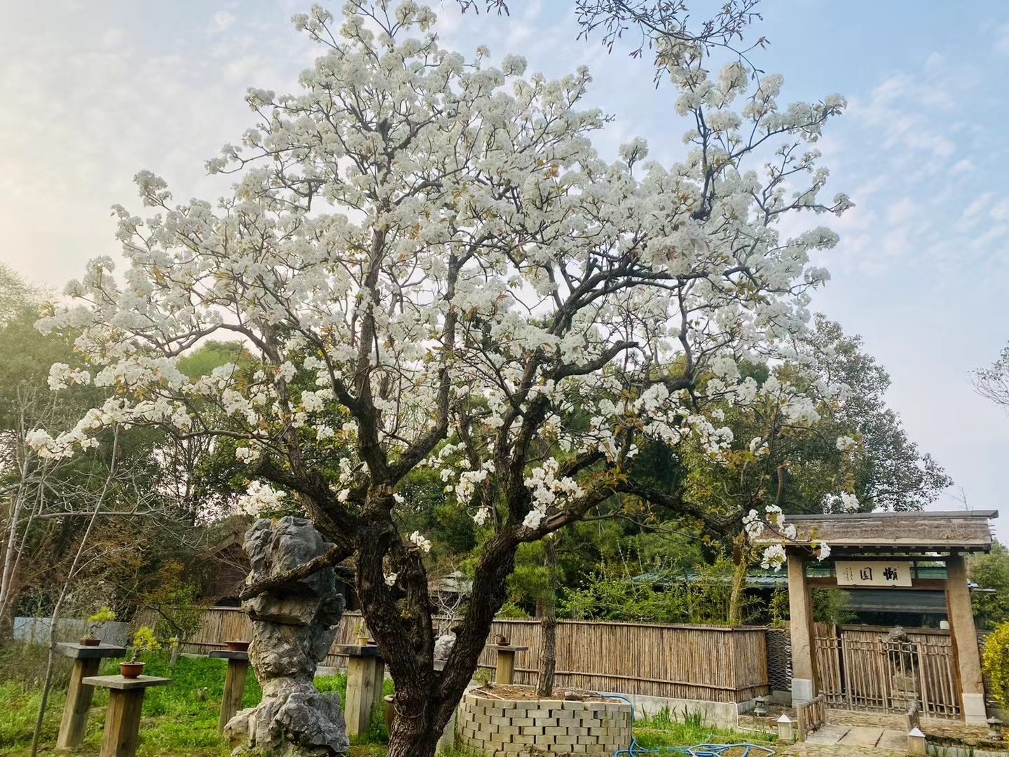 满树梨花开图片