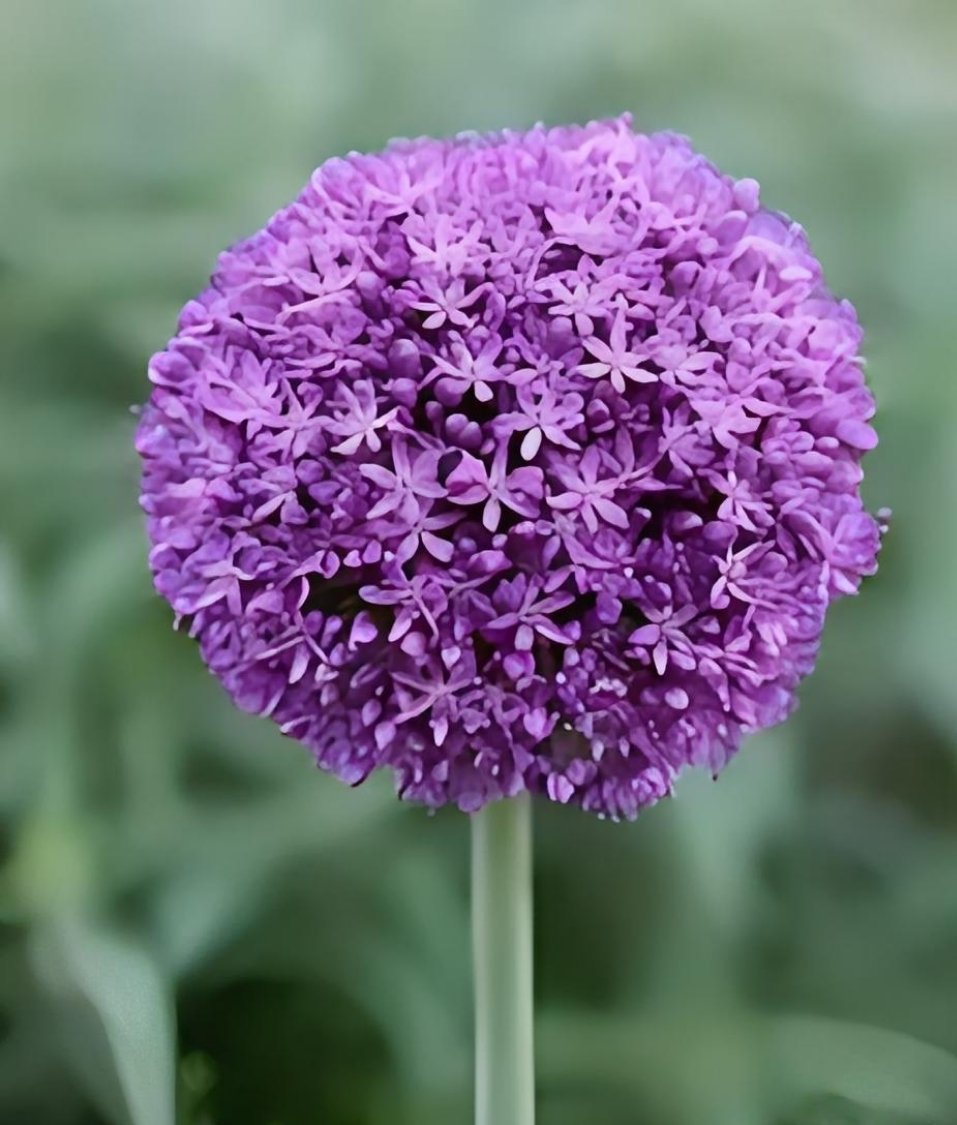 洋葱花,这些美丽的紫色小精灵,每一片花瓣都散发着迷人的光泽.