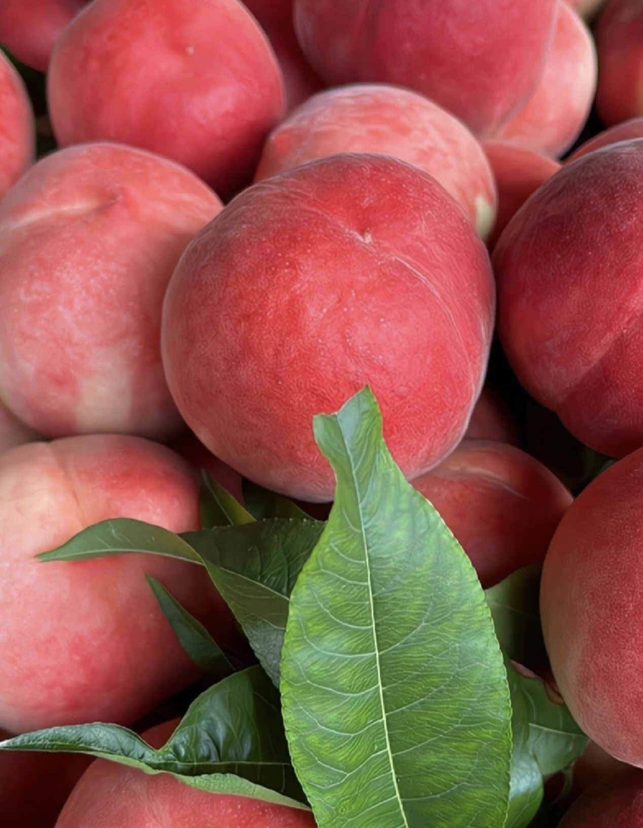 这些桃子是在最好的季节里采摘的,每一个都带着新鲜的叶子,颜色鲜艳