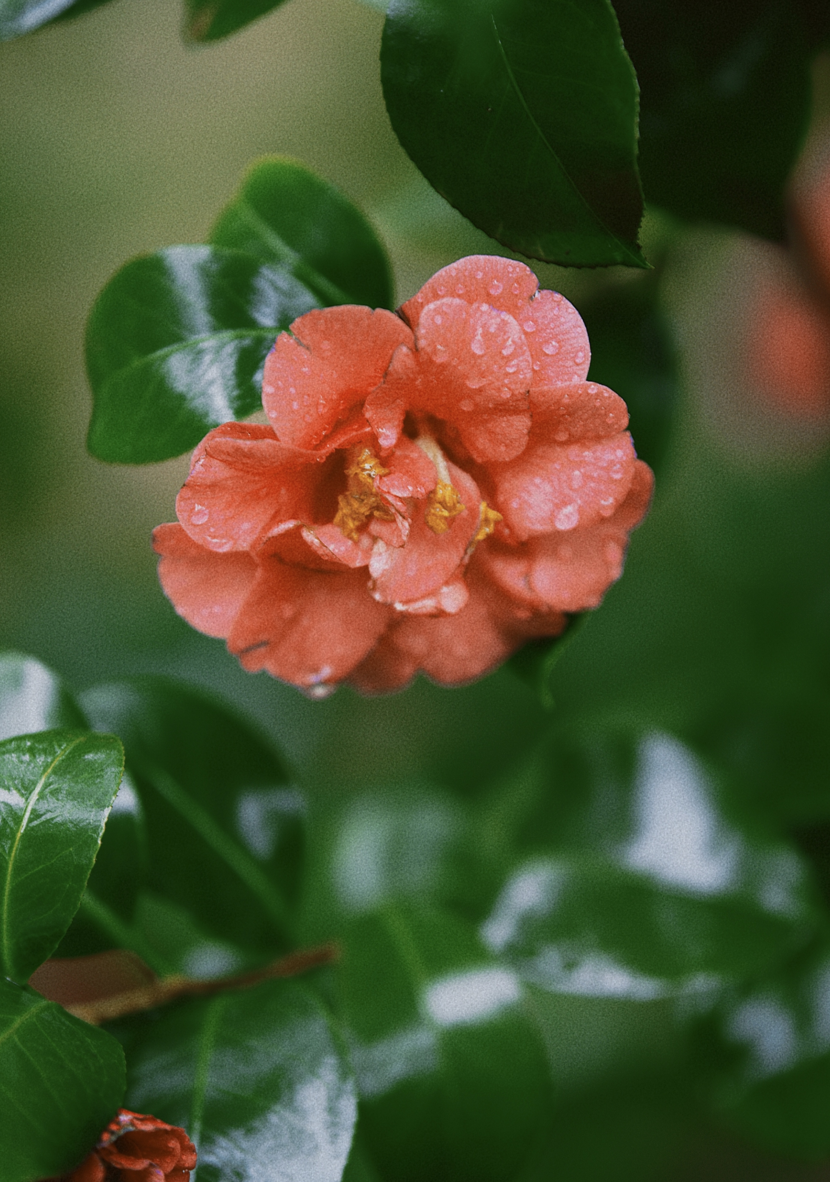 雨后的花草图片真实图片