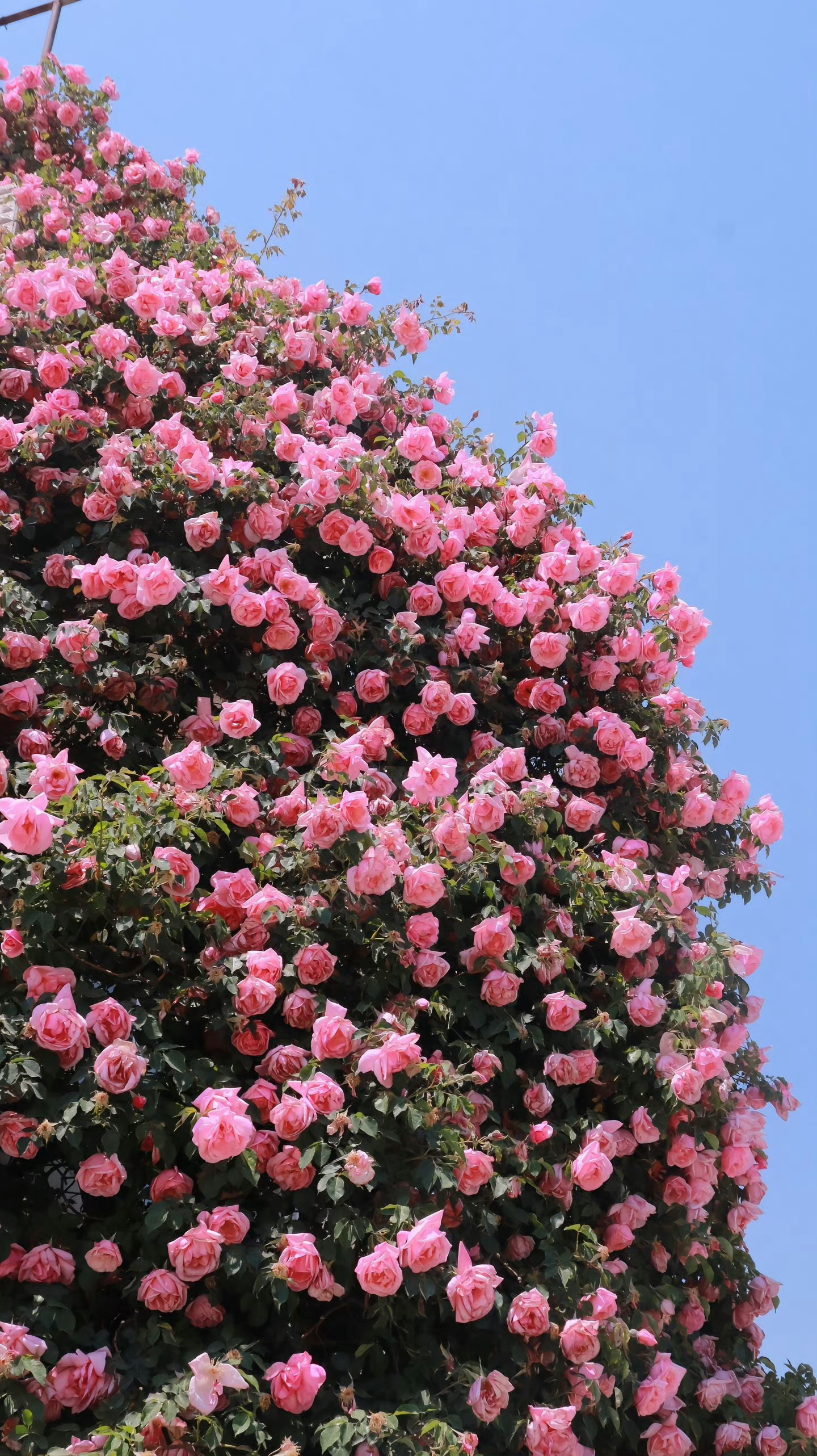 每一朵玫瑰都散发着淡淡的香气,花瓣在阳光下透着晶莹的光泽