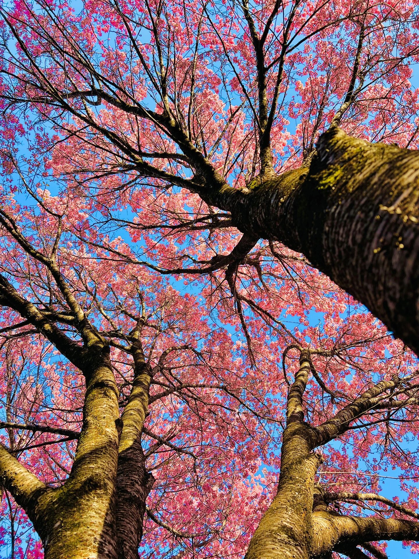 春日暖阳下,一棵高大的樱花树矗立在道旁,粉色的花朵簇拥在枝头,与
