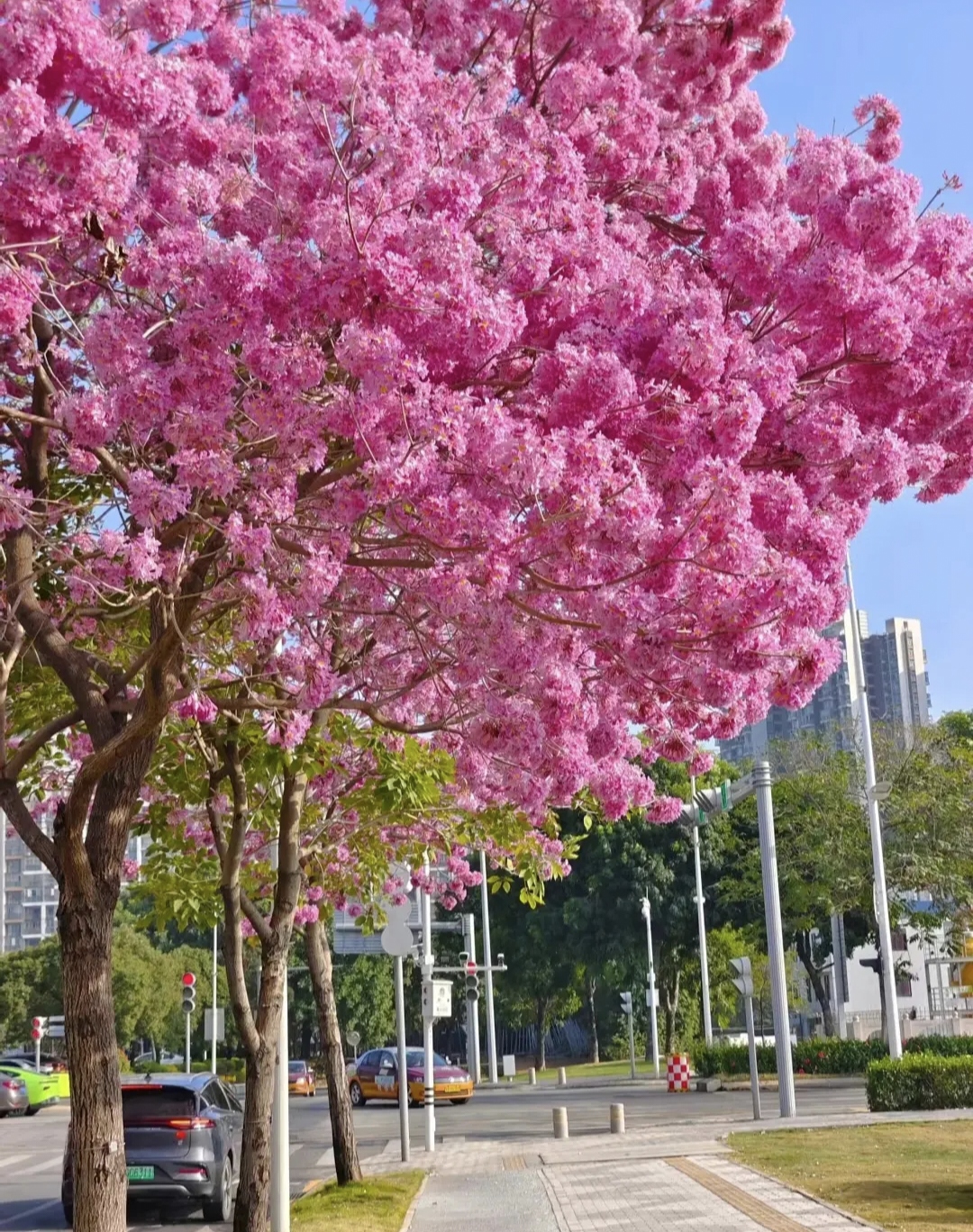 路两旁的花树盛开着粉色的花朵,车辆在花海中穿行,仿佛置身于
