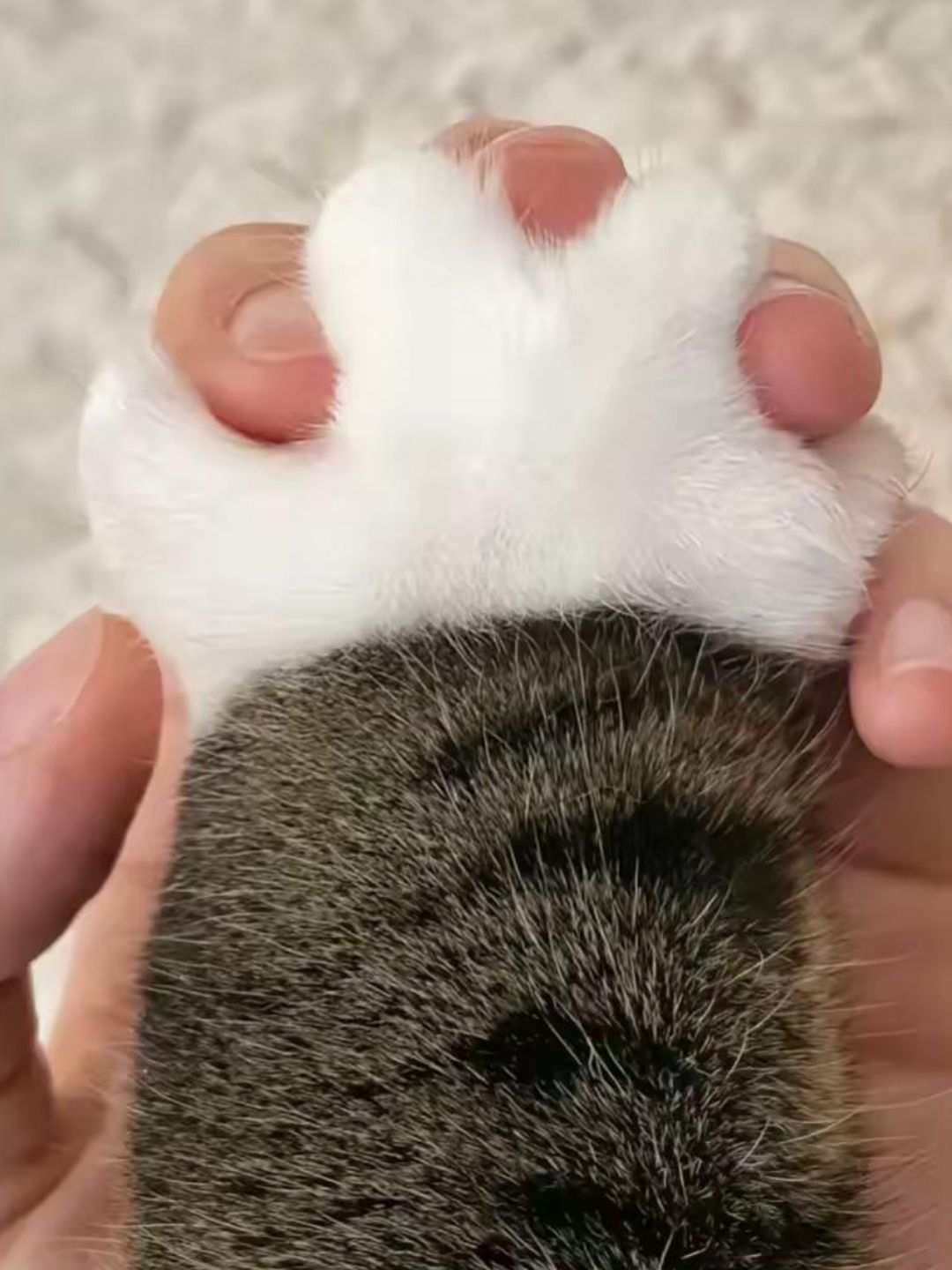 像这样的猫,我也真想拥有一只.好好的善待它.友友们!看着这可爱