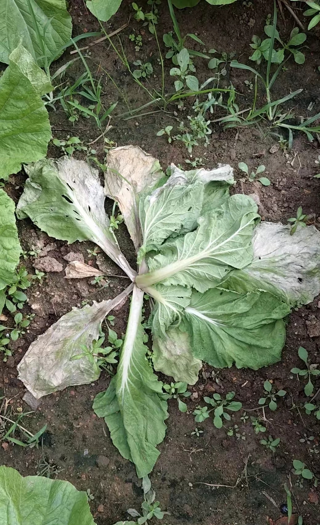 园中的白菜已成熟,棵棵饱满,不知什么原因,却在一夜间莫名衰败.