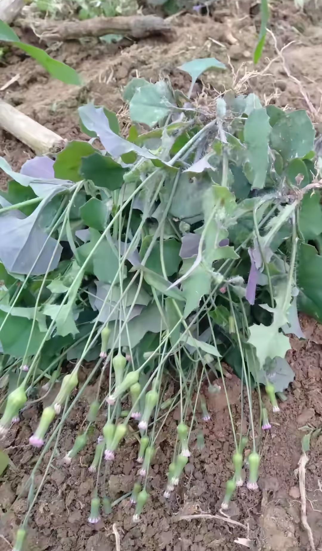 小时候我们经常把这草给猪吃,路边到处可见.