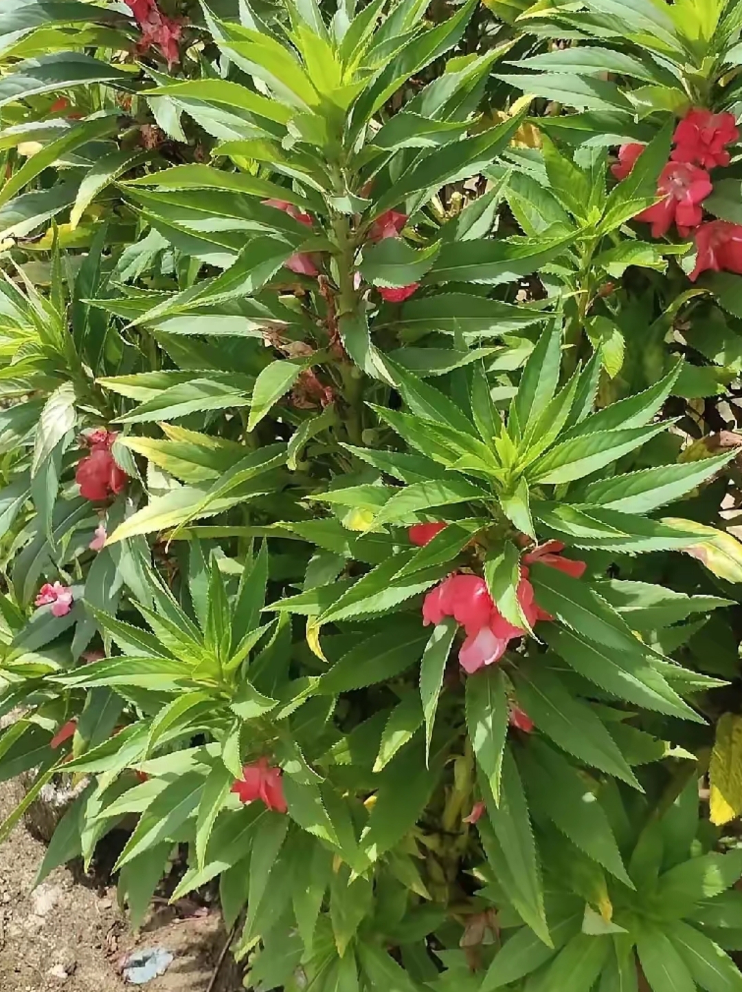 是什么花呢?#热点引擎计划# #野花