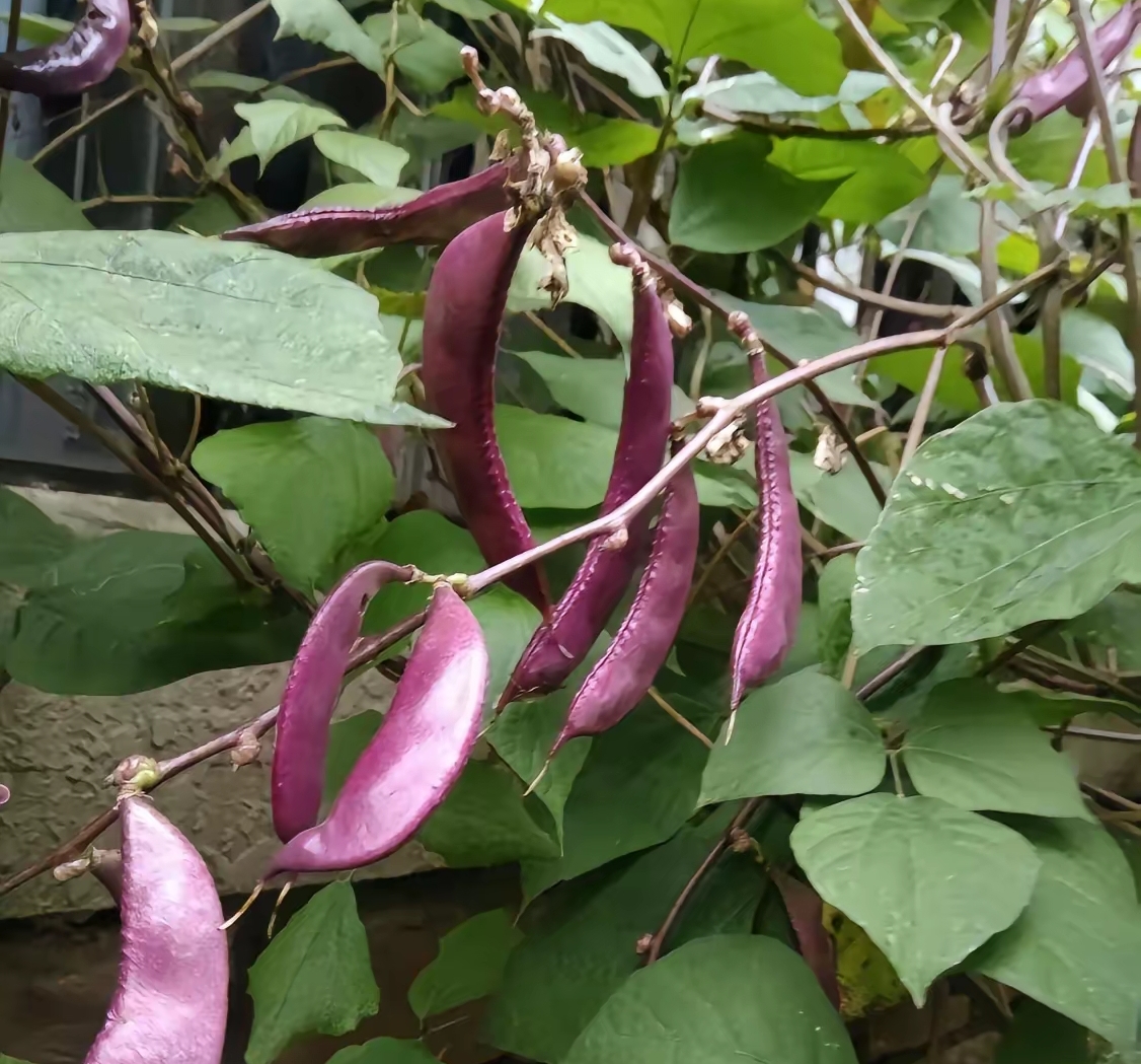 紫色的豆角挂满枝头,期待秋天的收获. 图上的这种农作物,你们认识吗?