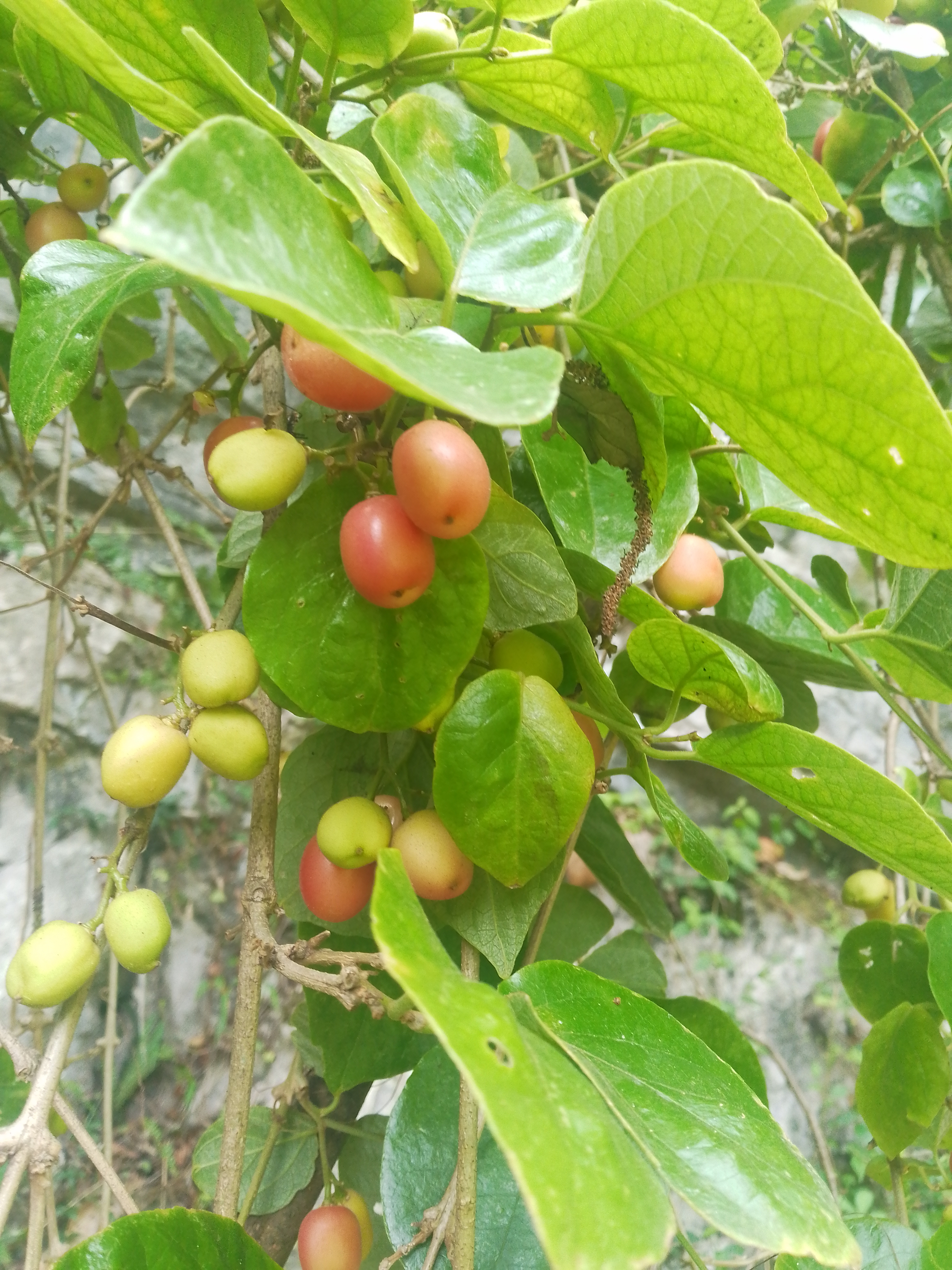 请教请教大山上这种核大红色很甜的野果名字是什么?