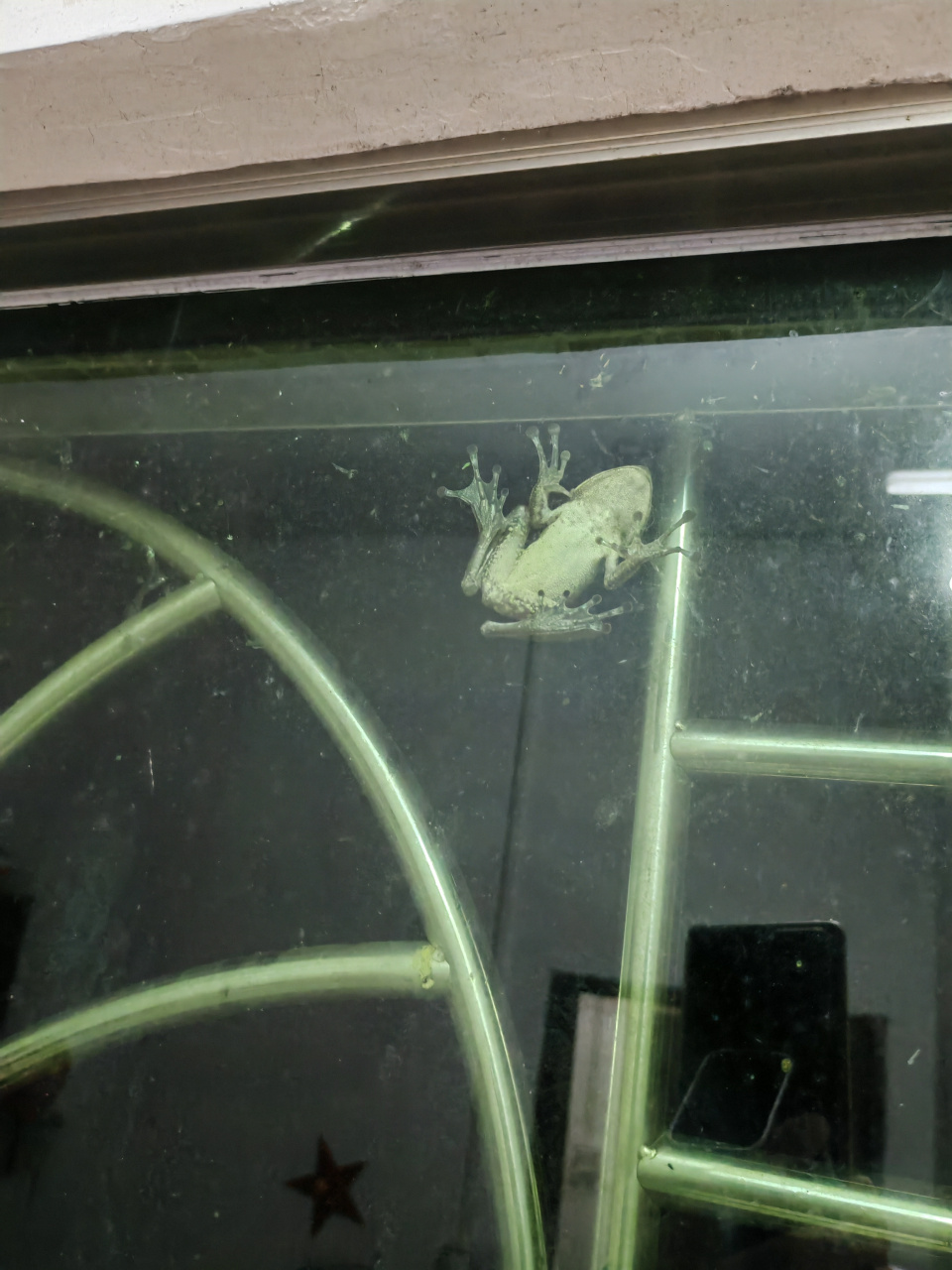 这是二楼的窗户,周围并不靠任何树木,这个蛙精是爬墙上二楼的无疑!